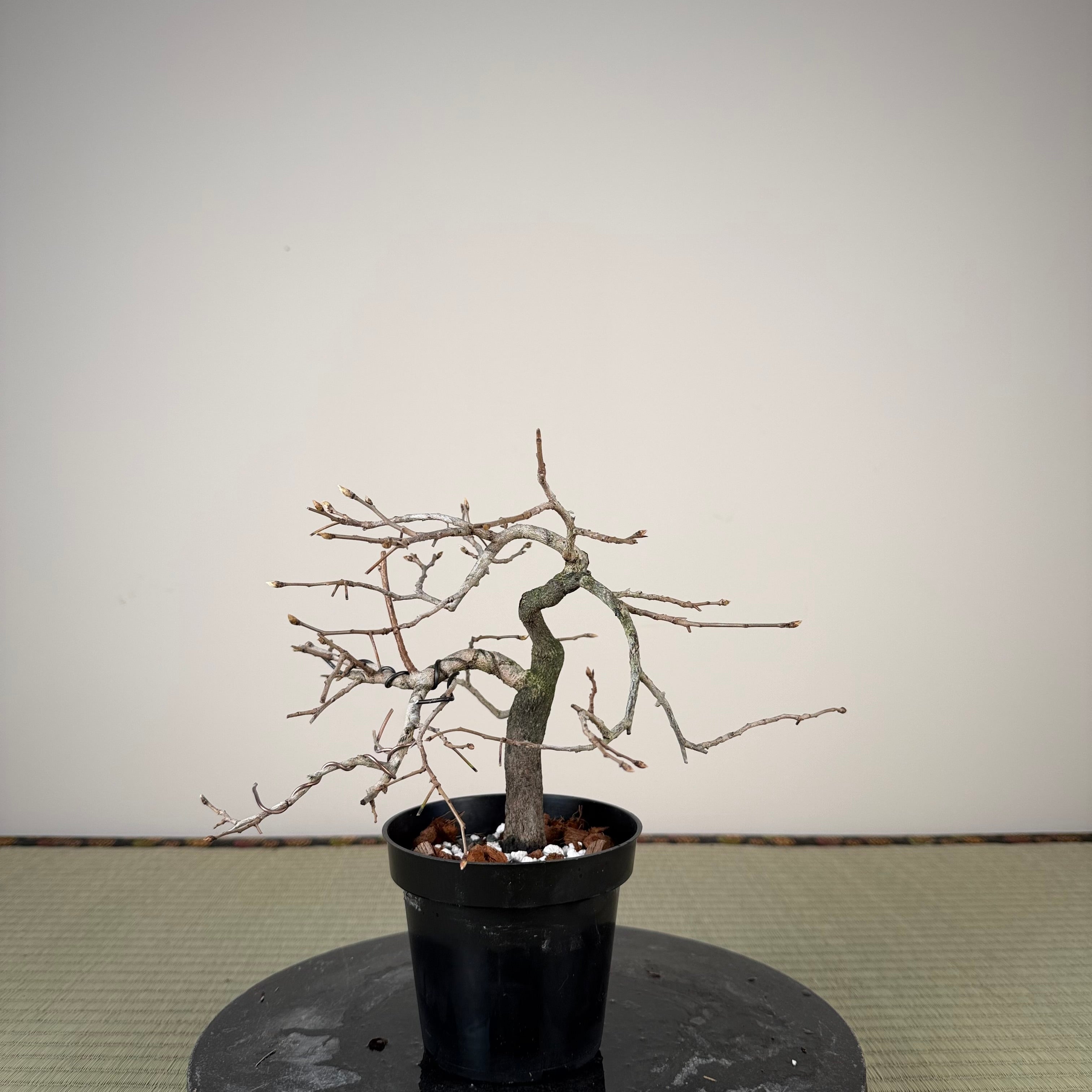 Diospyros rhombifolia