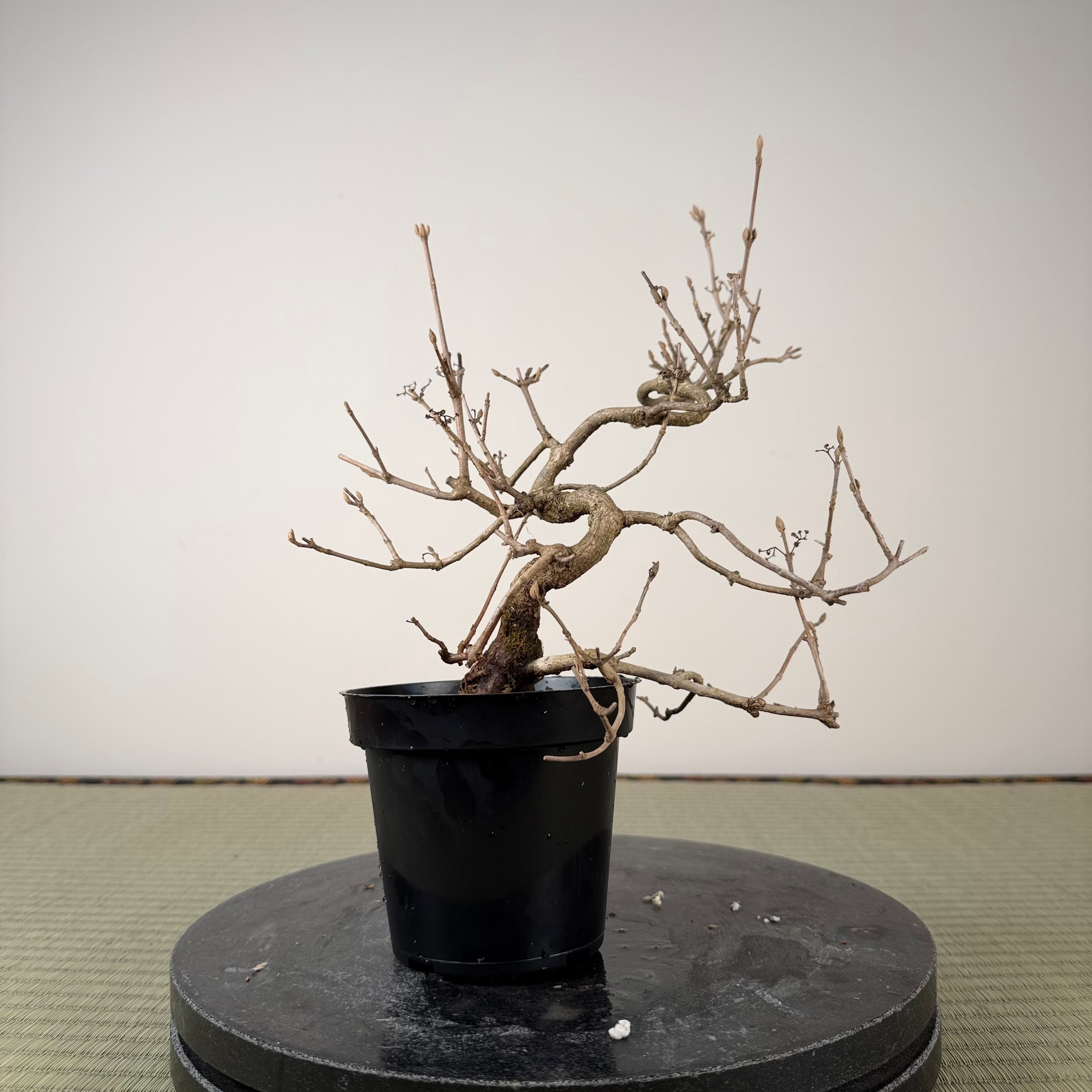 Callicarpa japonica (Toyoda-san)