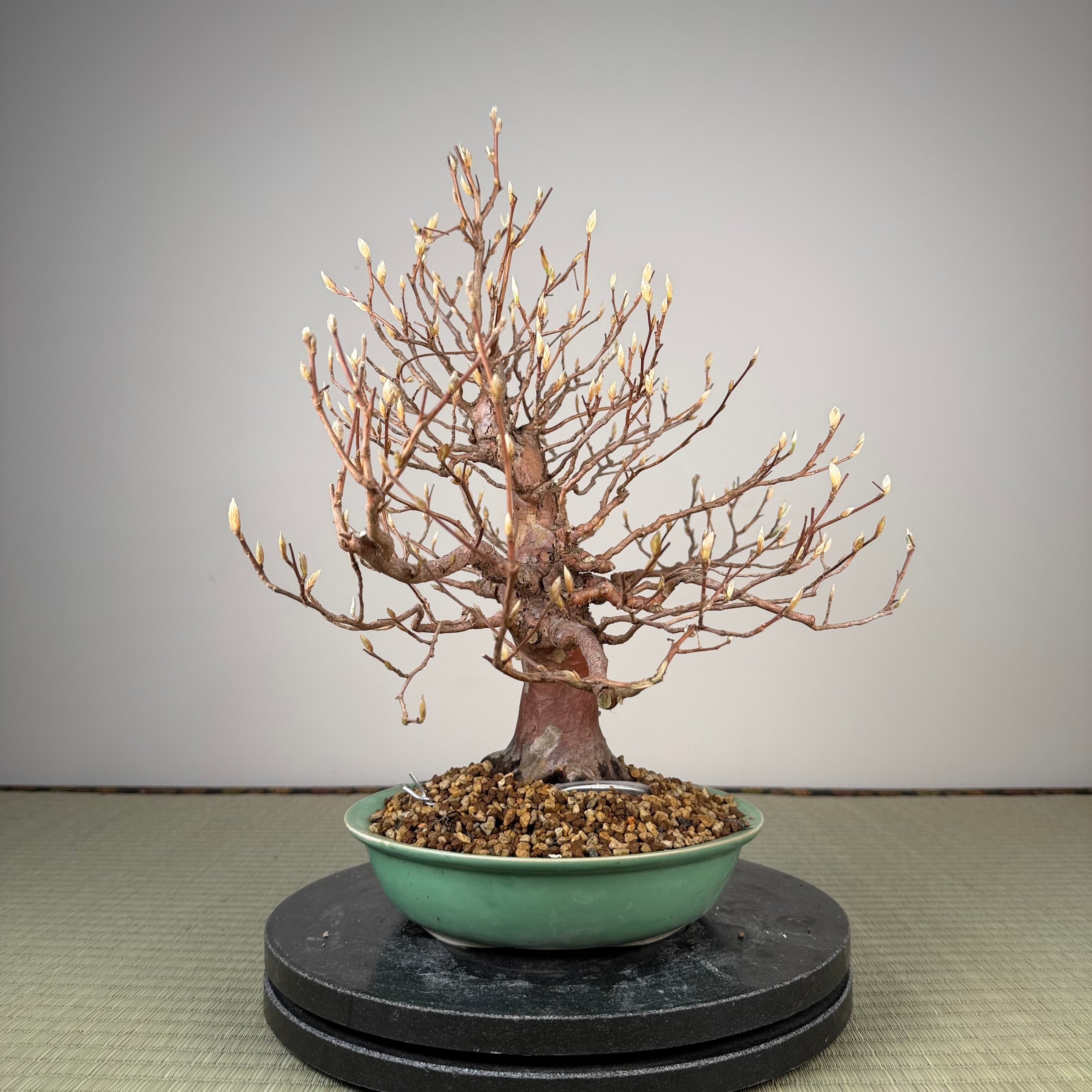 Stewartia monadelpha