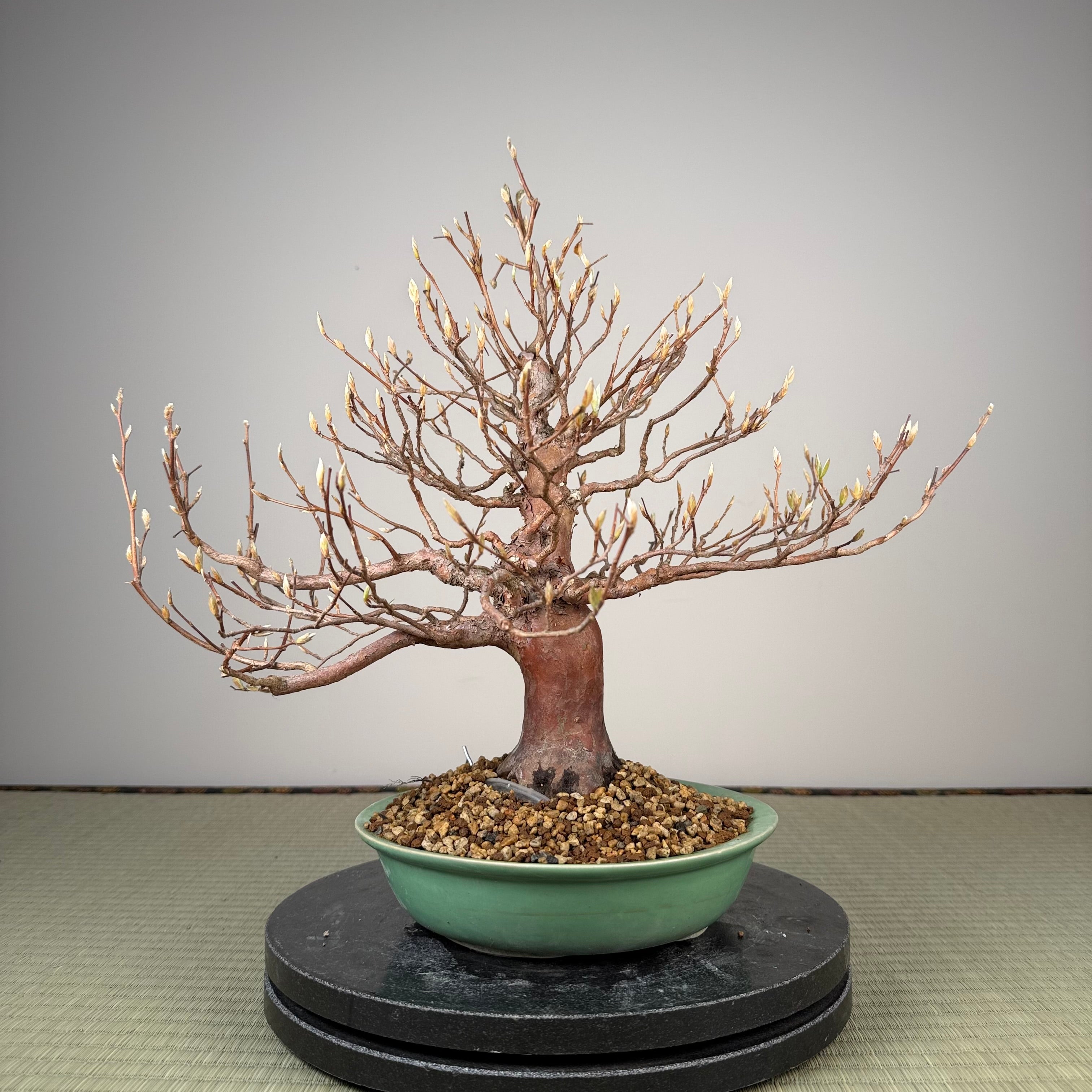 Stewartia monadelpha