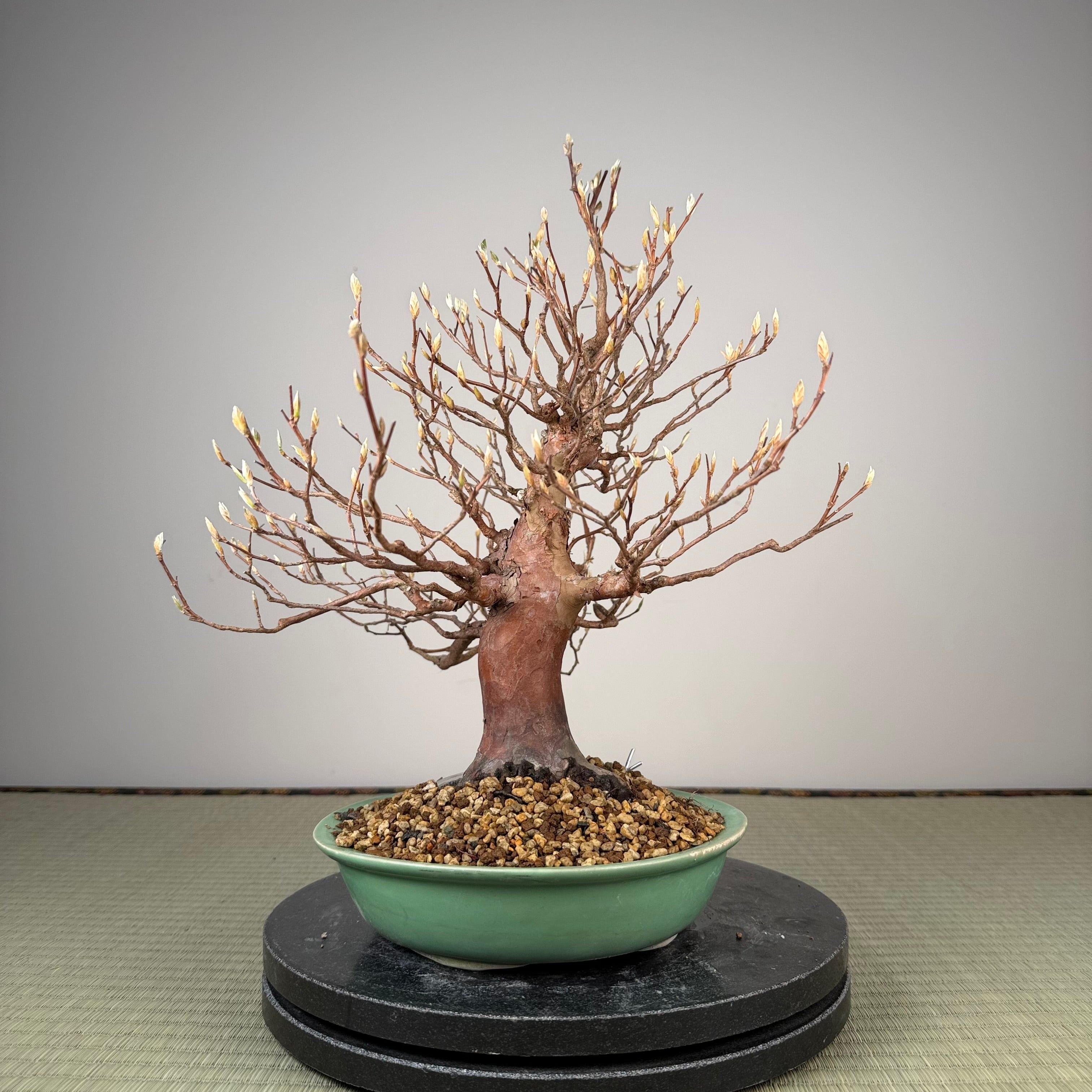 Stewartia monadelpha