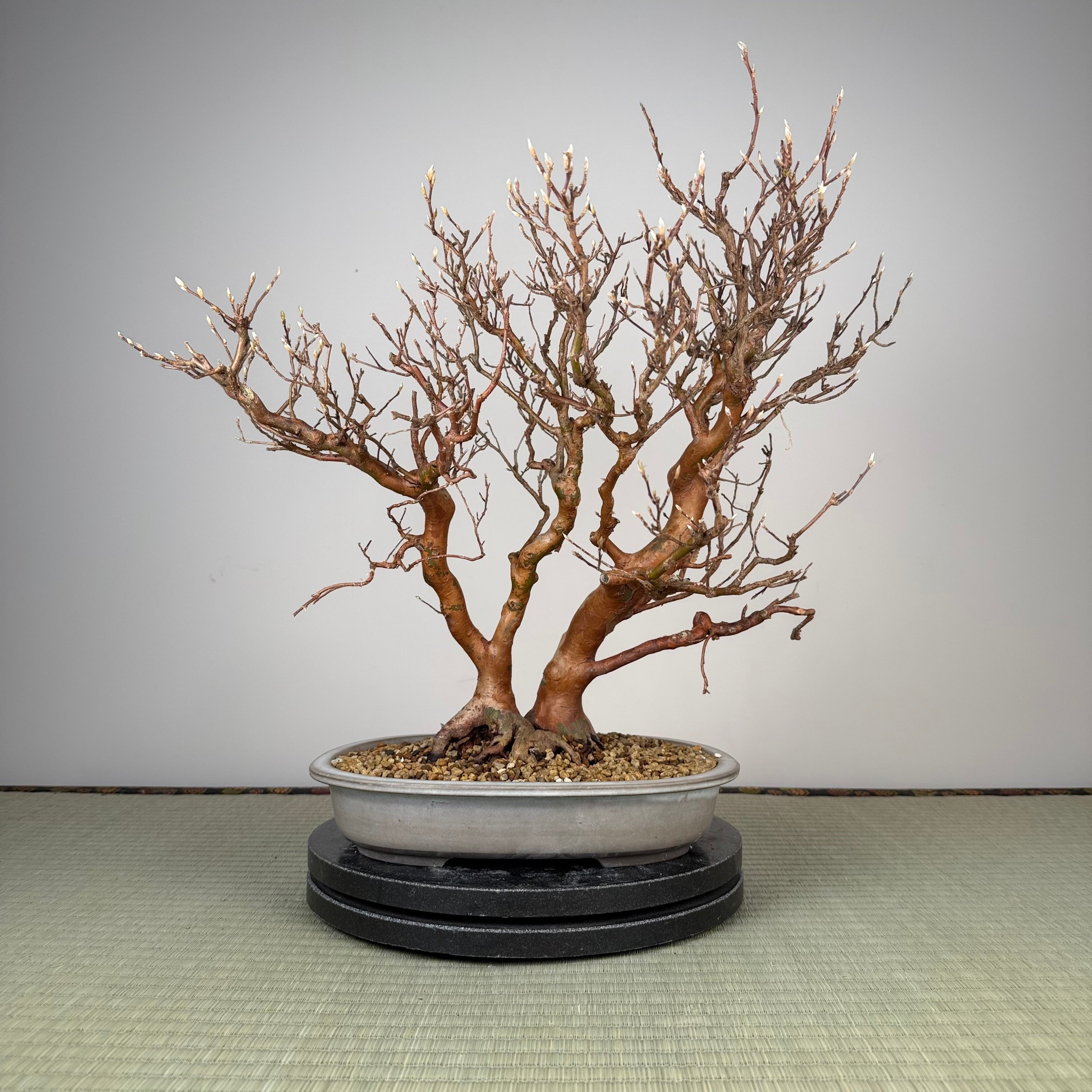 Stewartia monadelpha