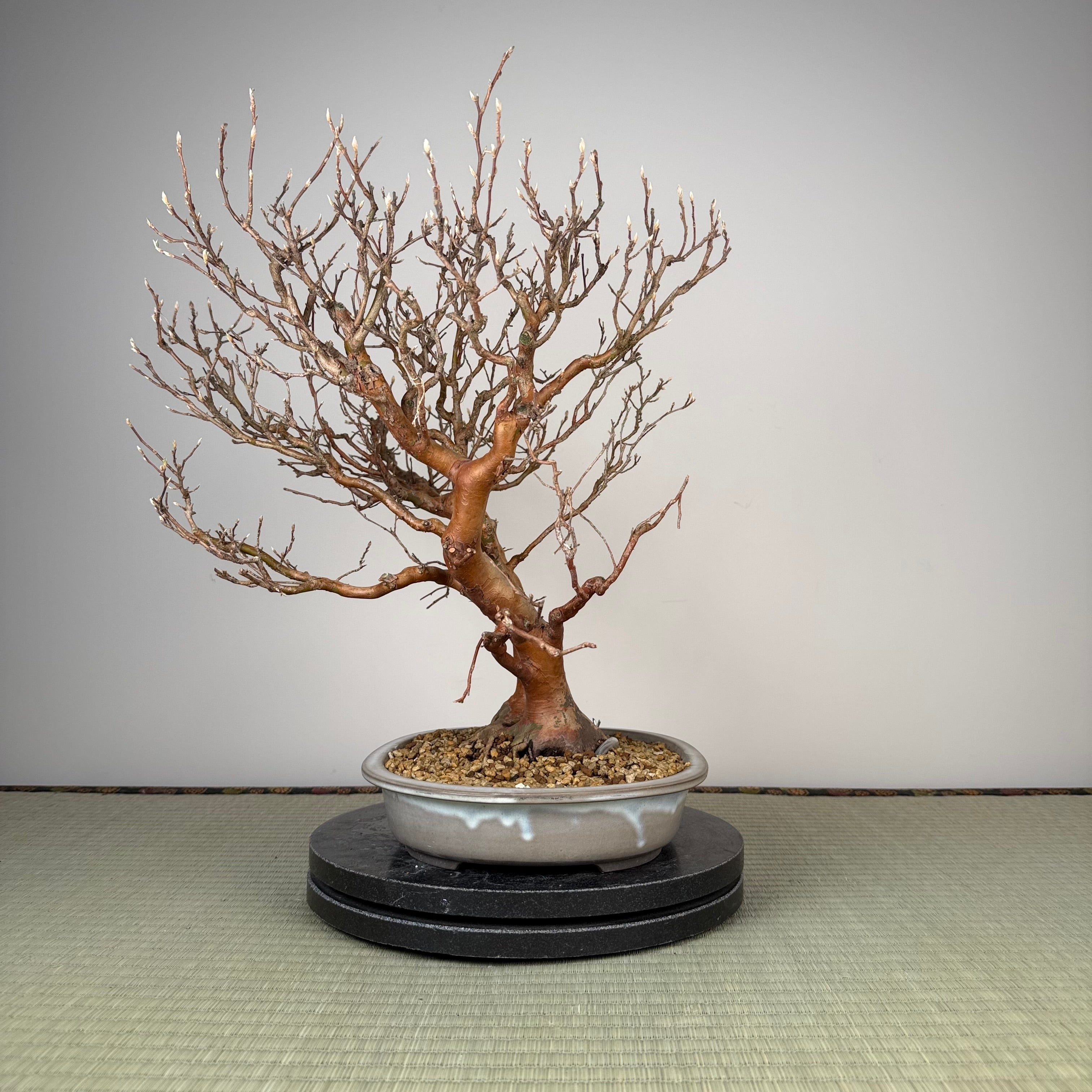 Stewartia monadelpha