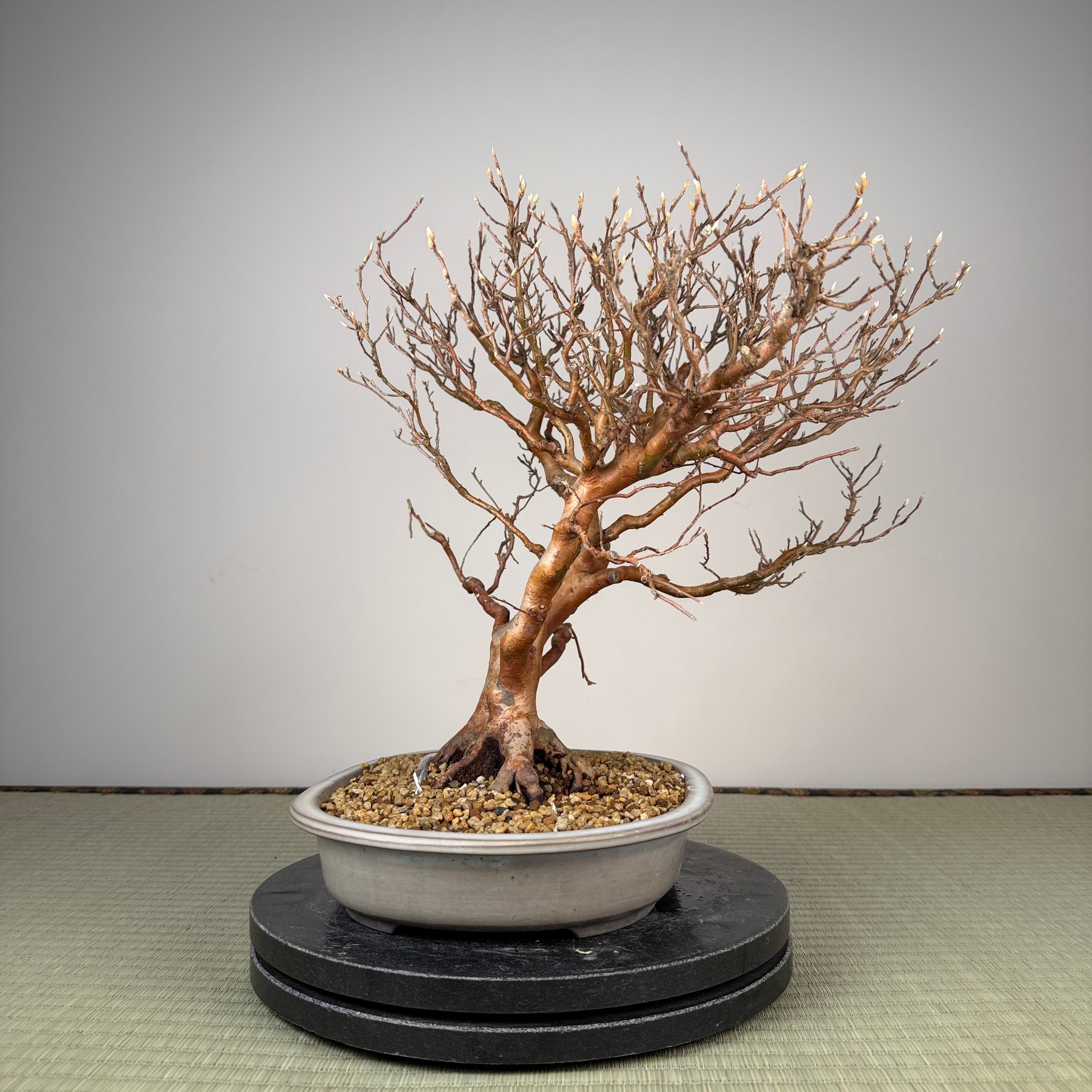 Stewartia monadelpha