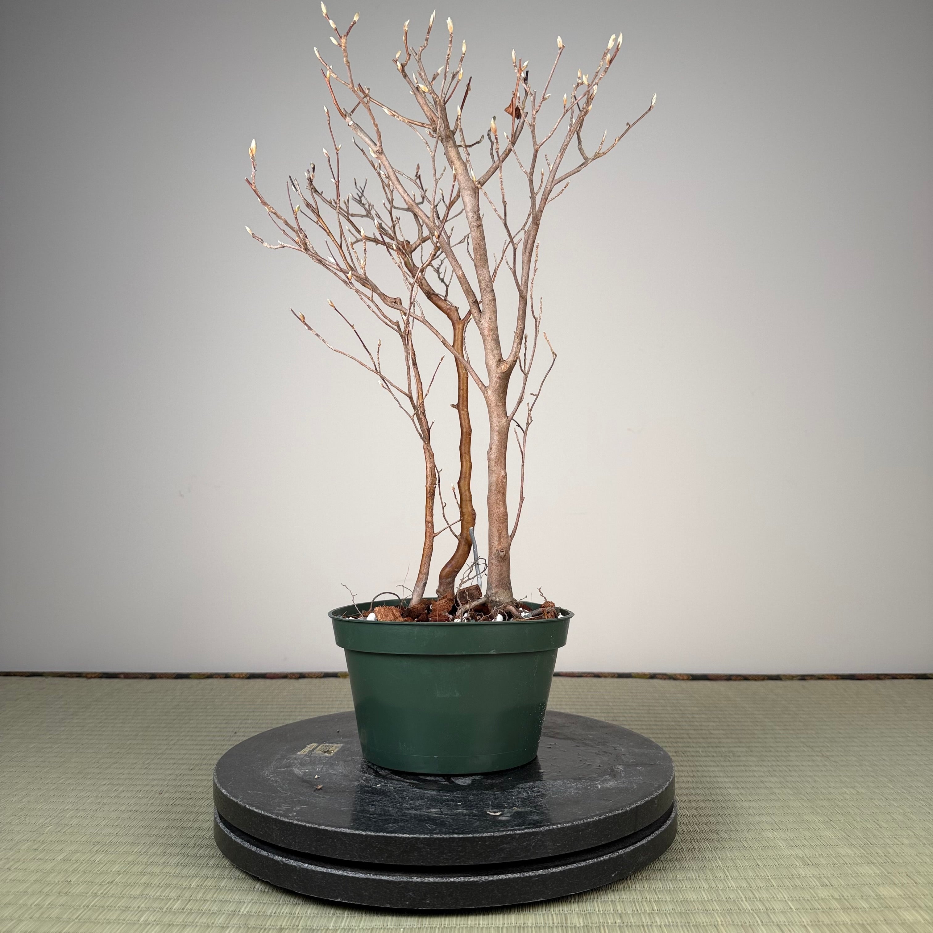 Stewartia monadelpha