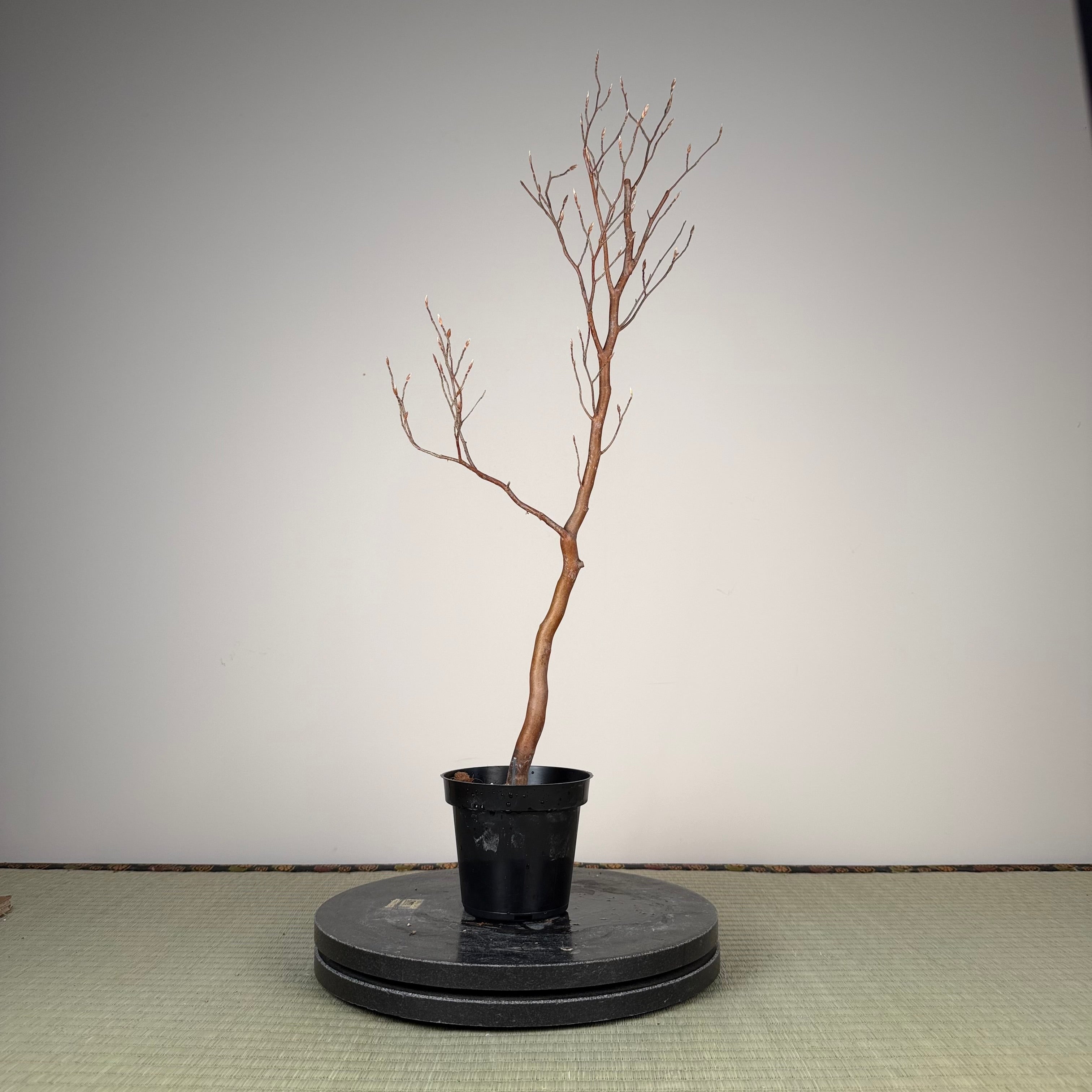 Stewartia monadelpha