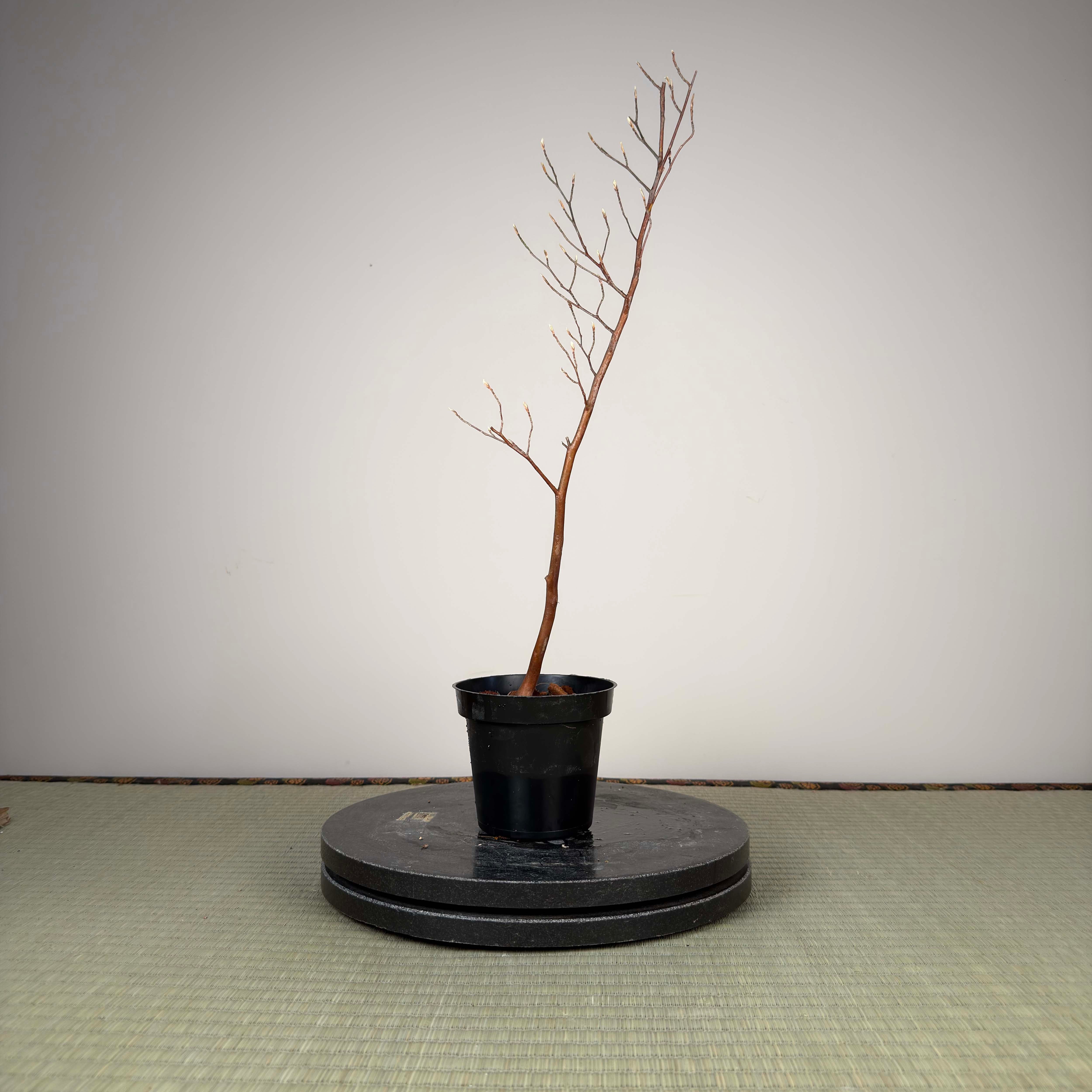 Stewartia monadelpha