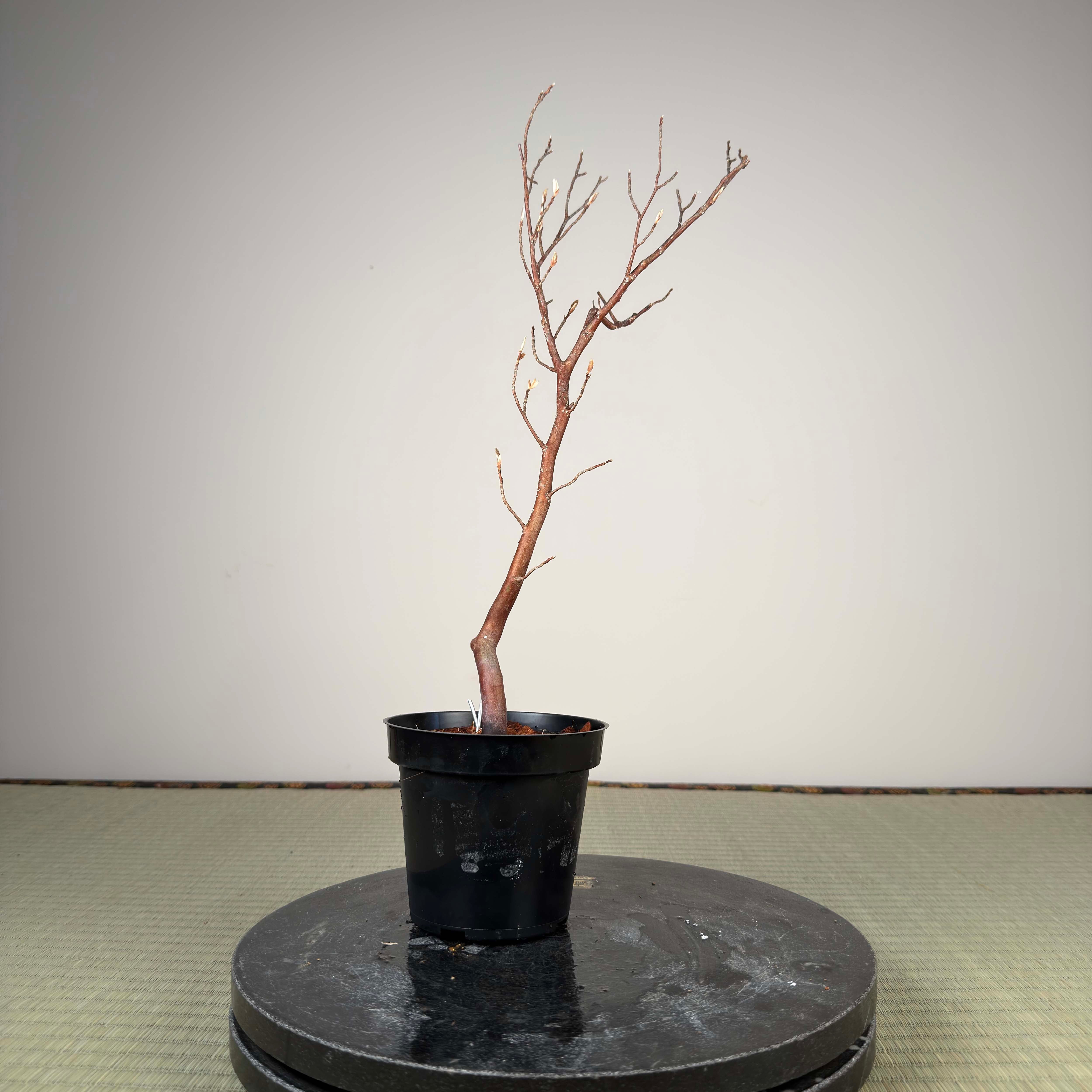 Stewartia monadelpha