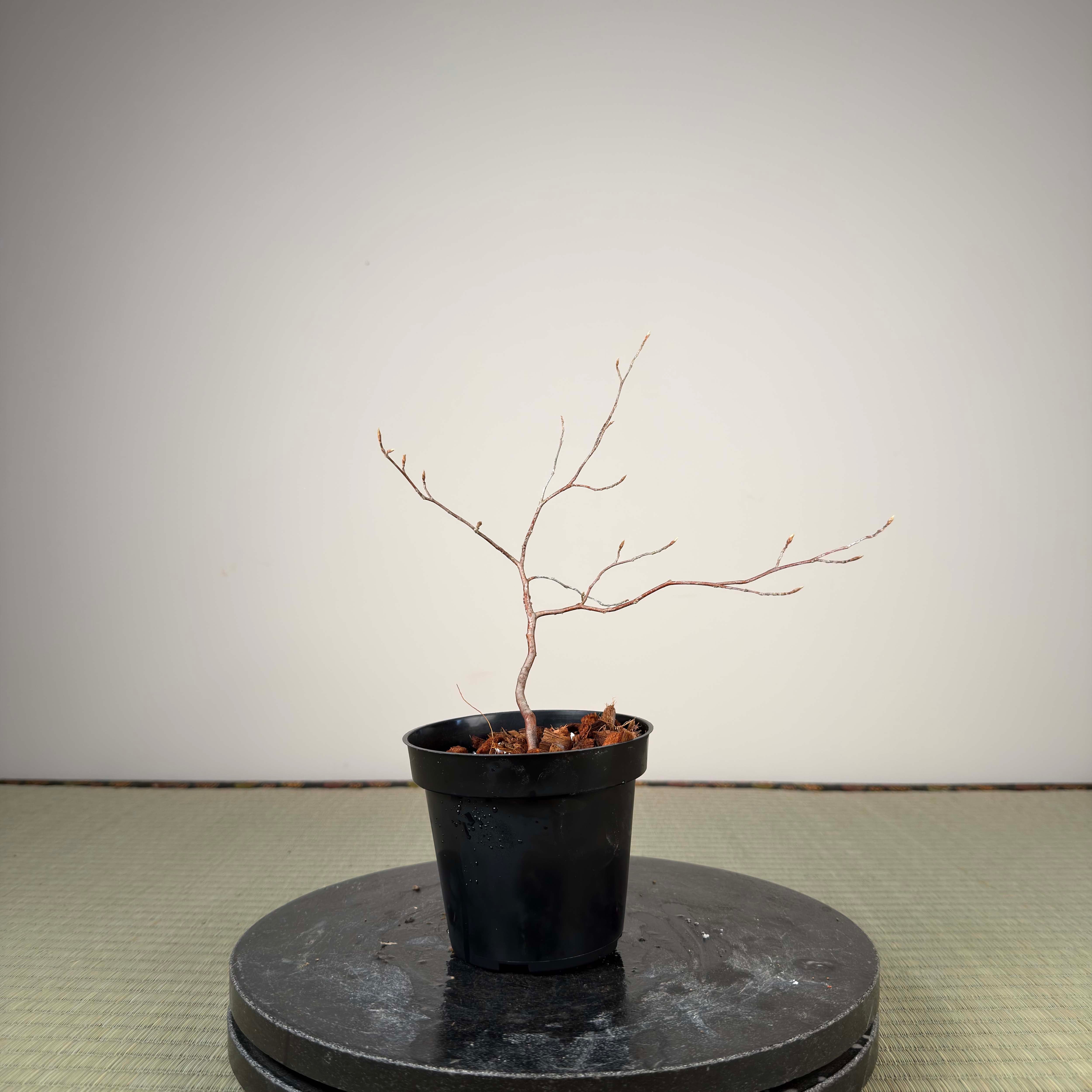 Stewartia monadelpha