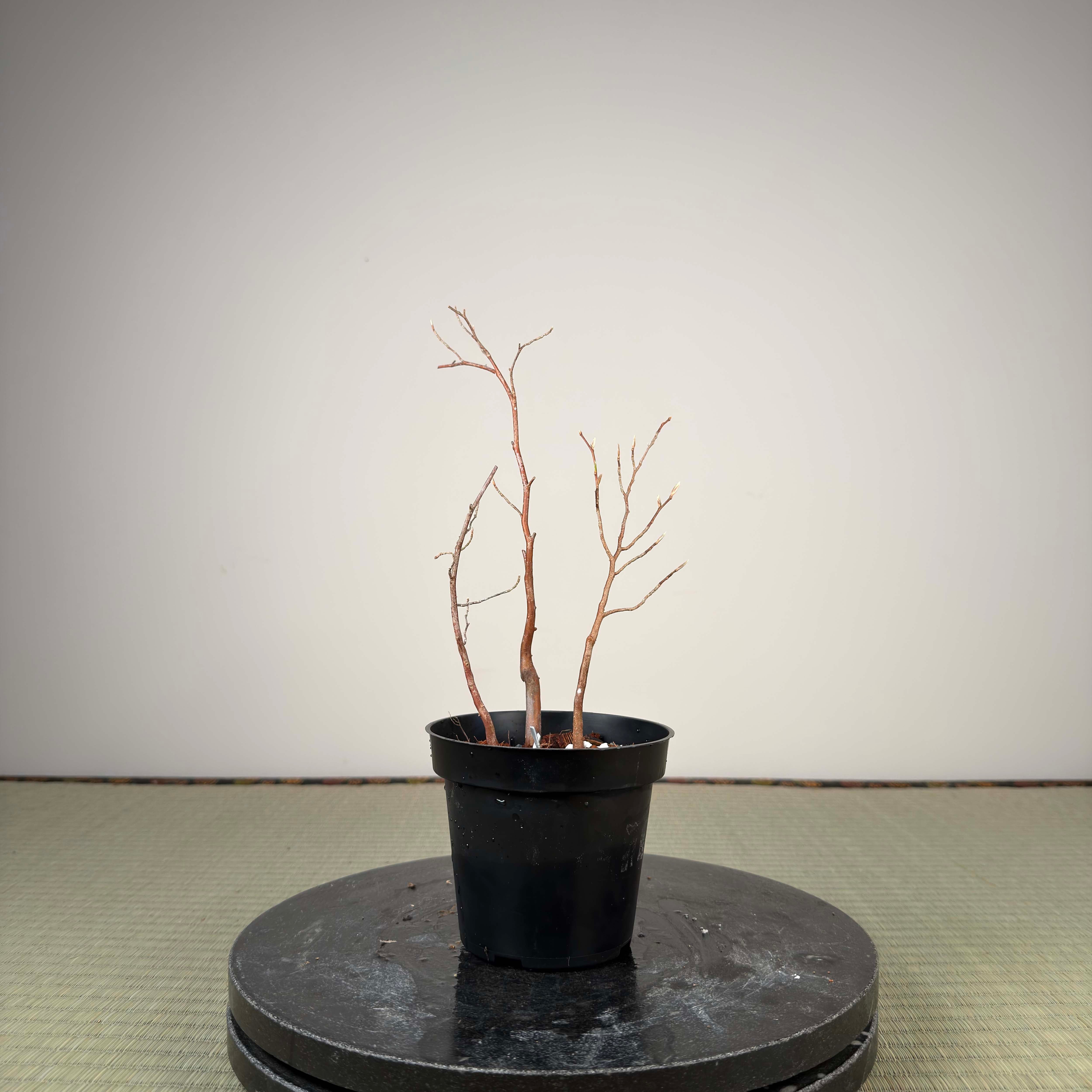 Stewartia monadelpha