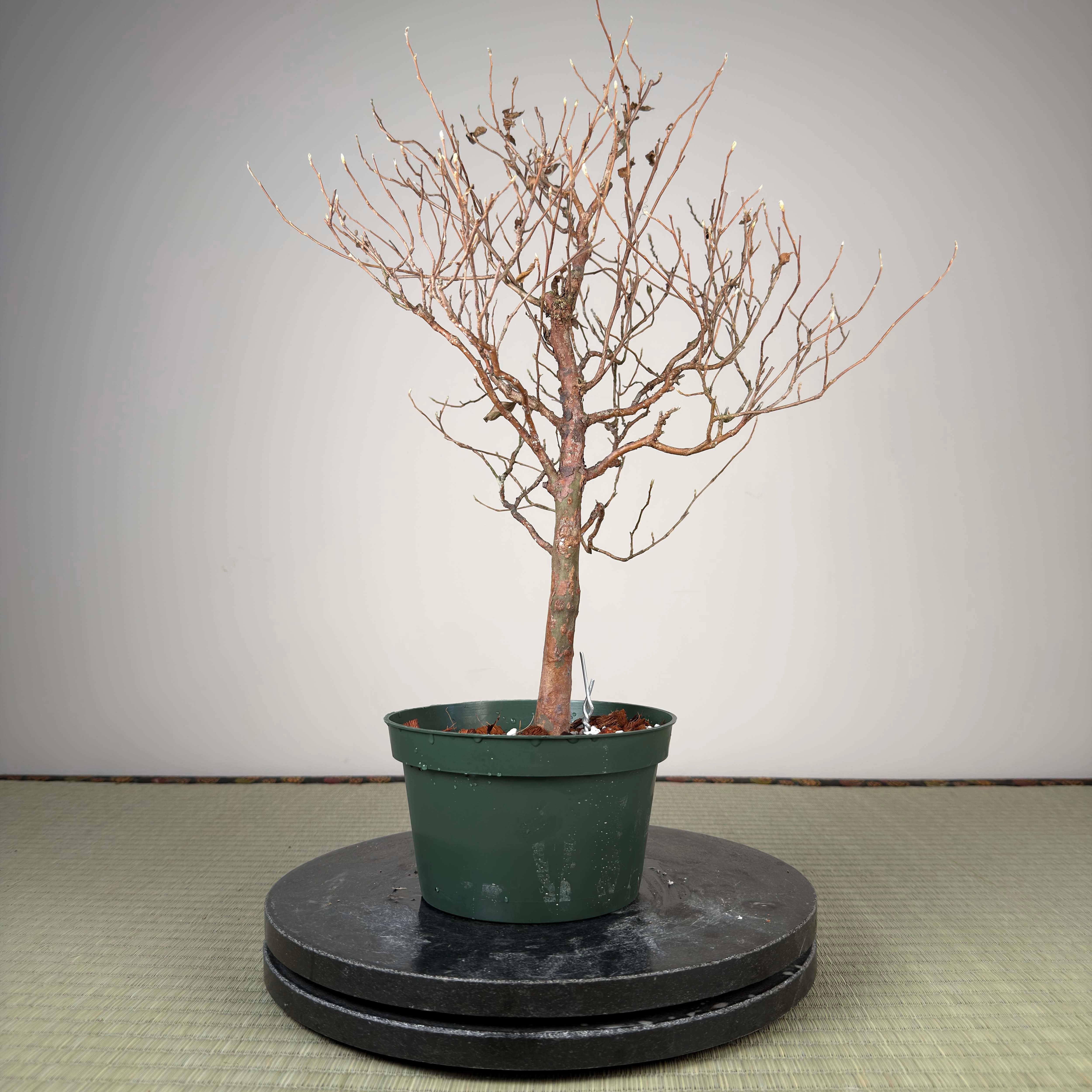 Stewartia monadelpha