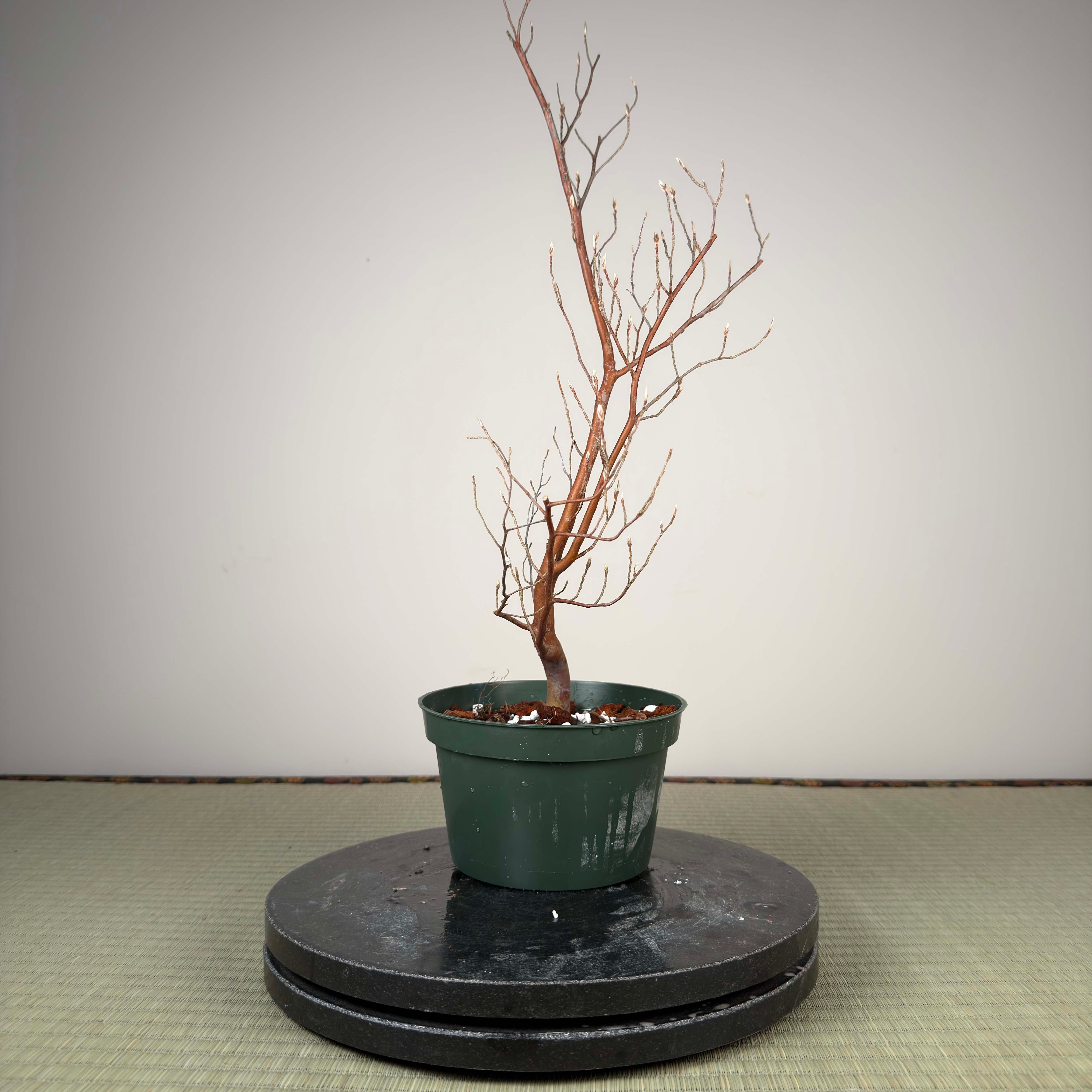 Stewartia monadelpha