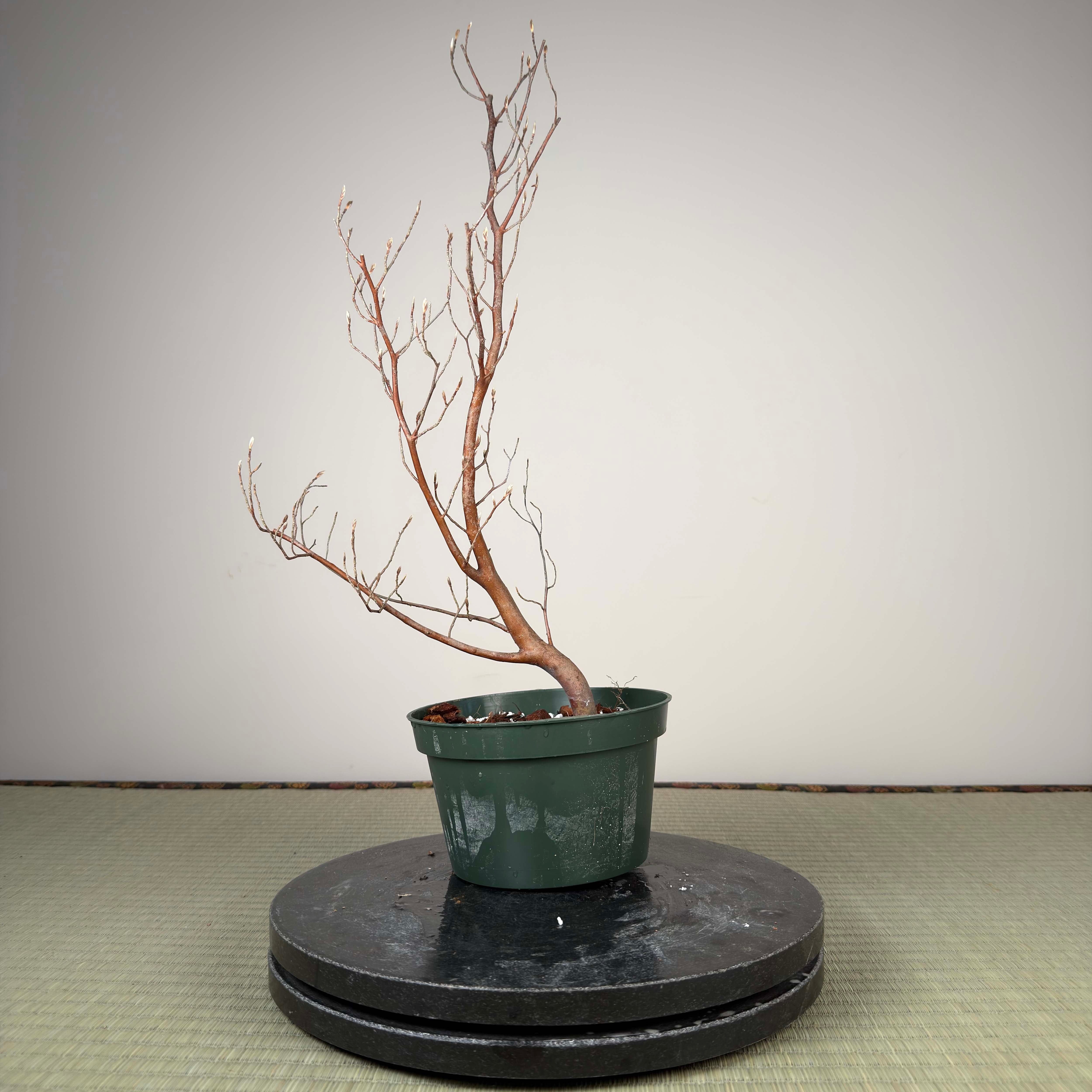 Stewartia monadelpha