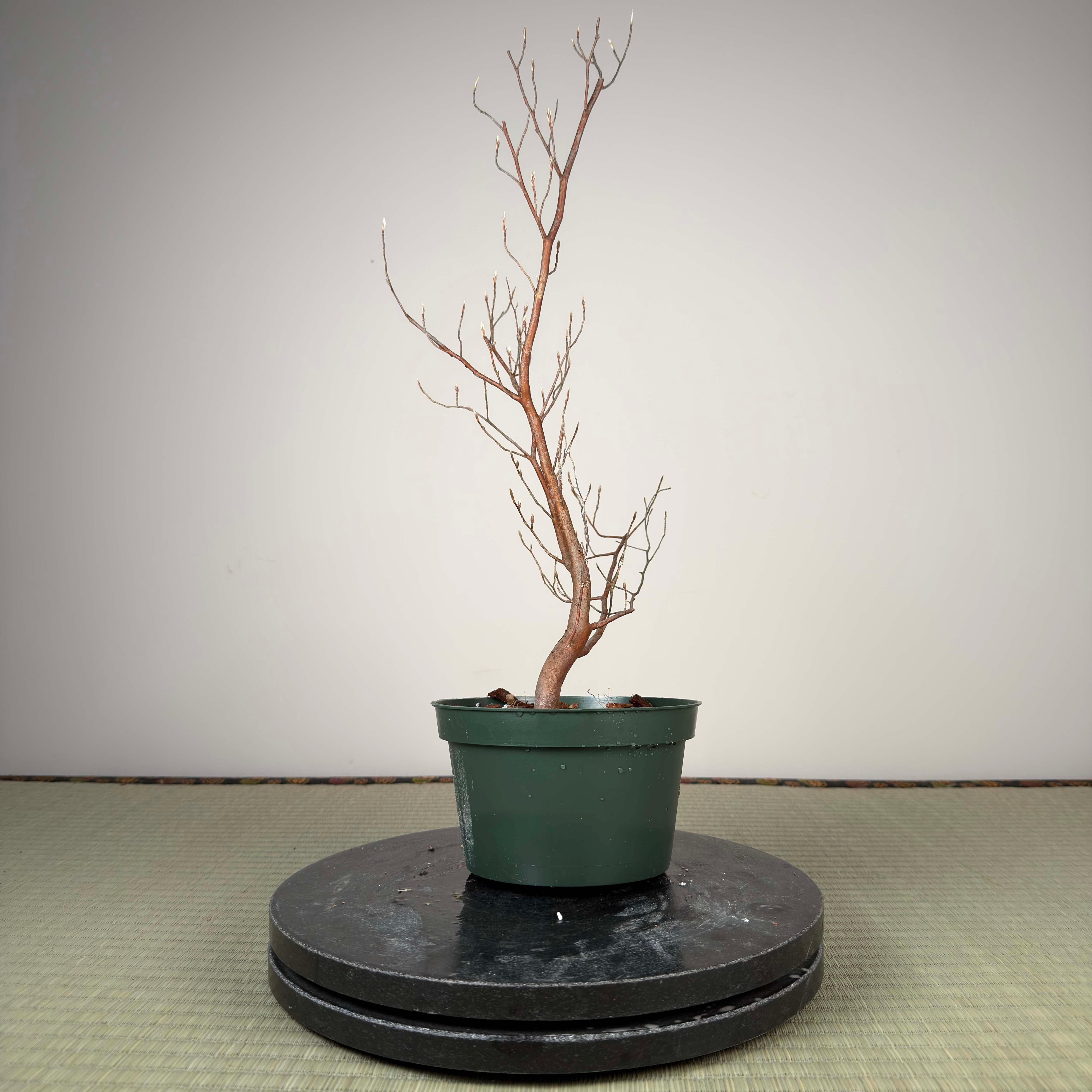 Stewartia monadelpha