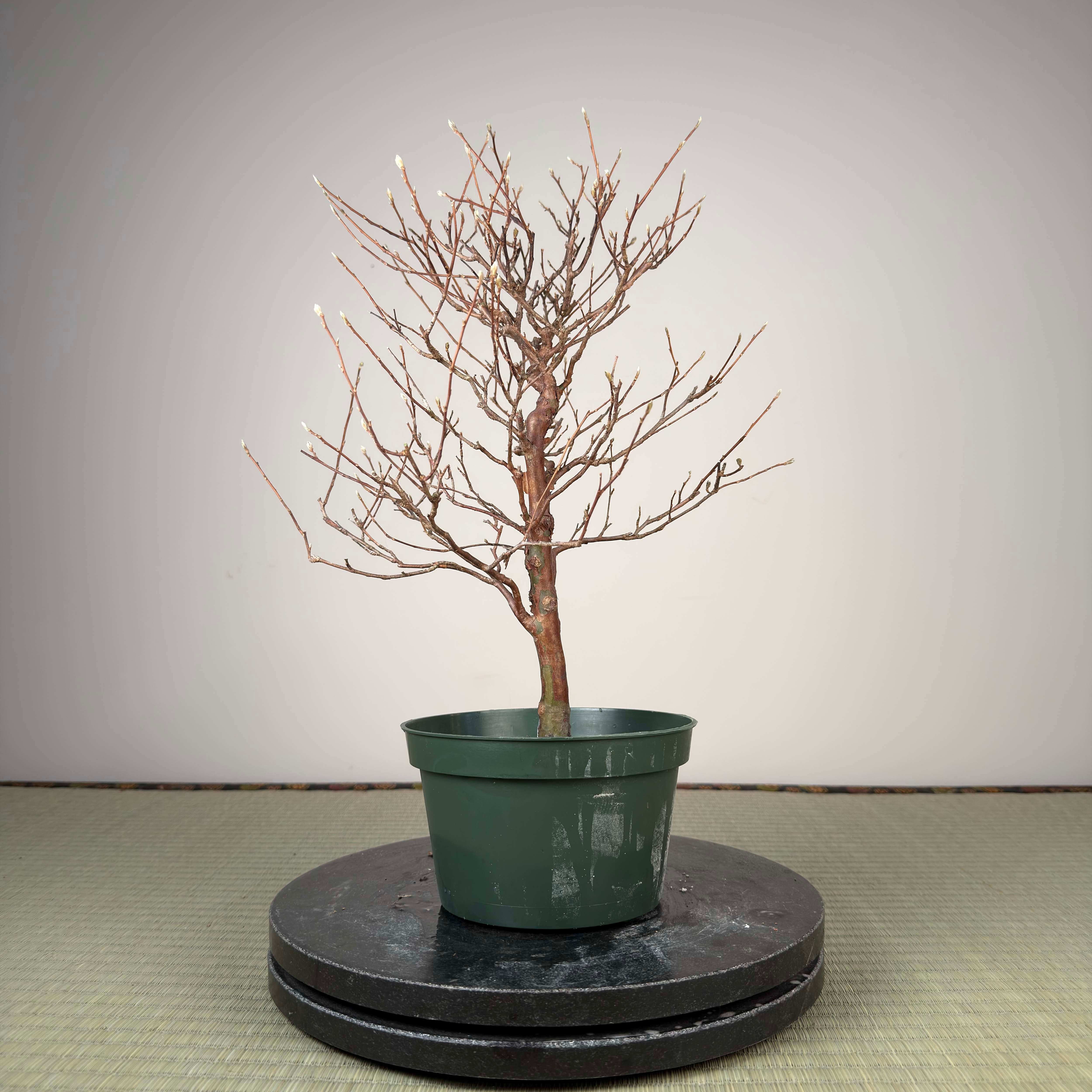 Stewartia monadelpha