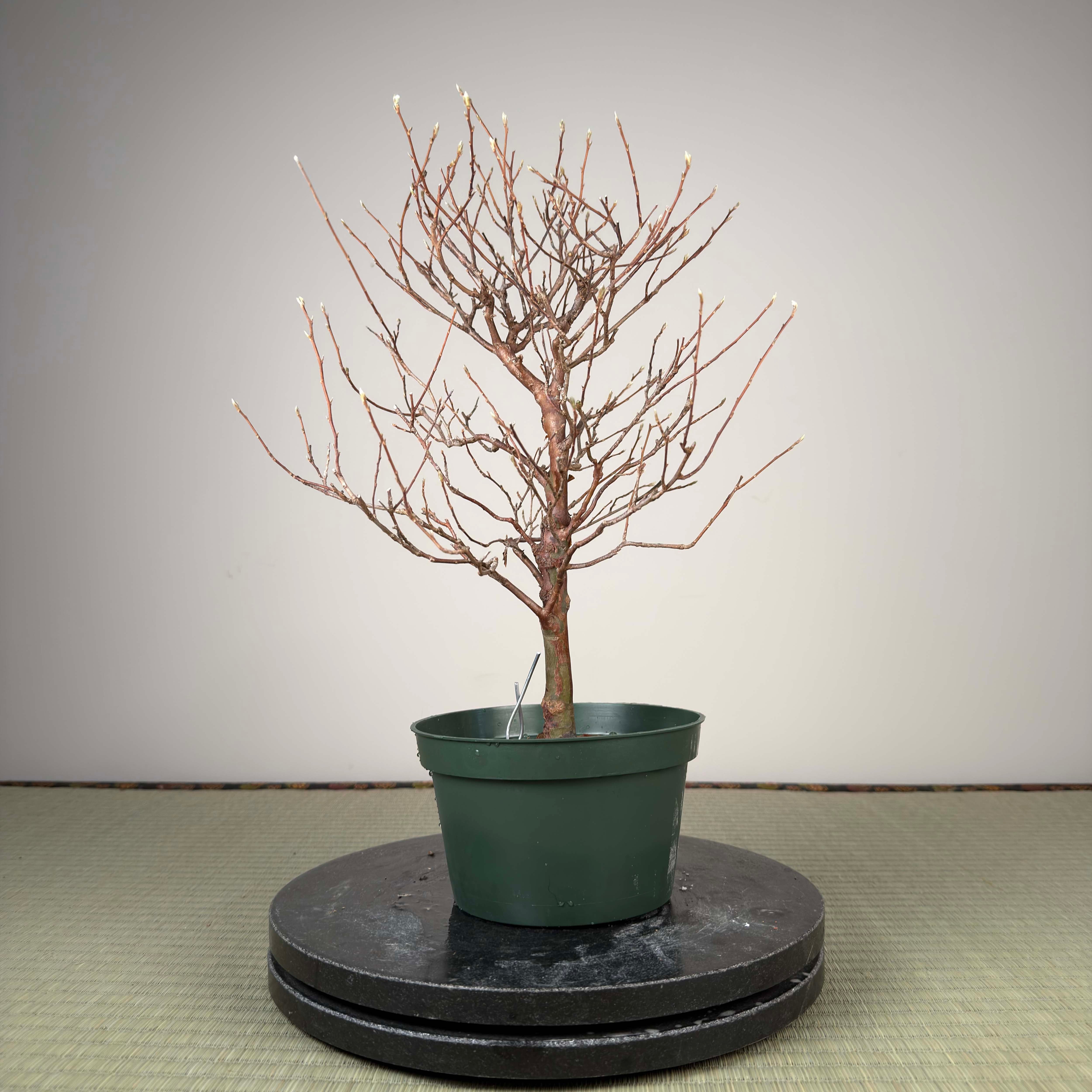 Stewartia monadelpha