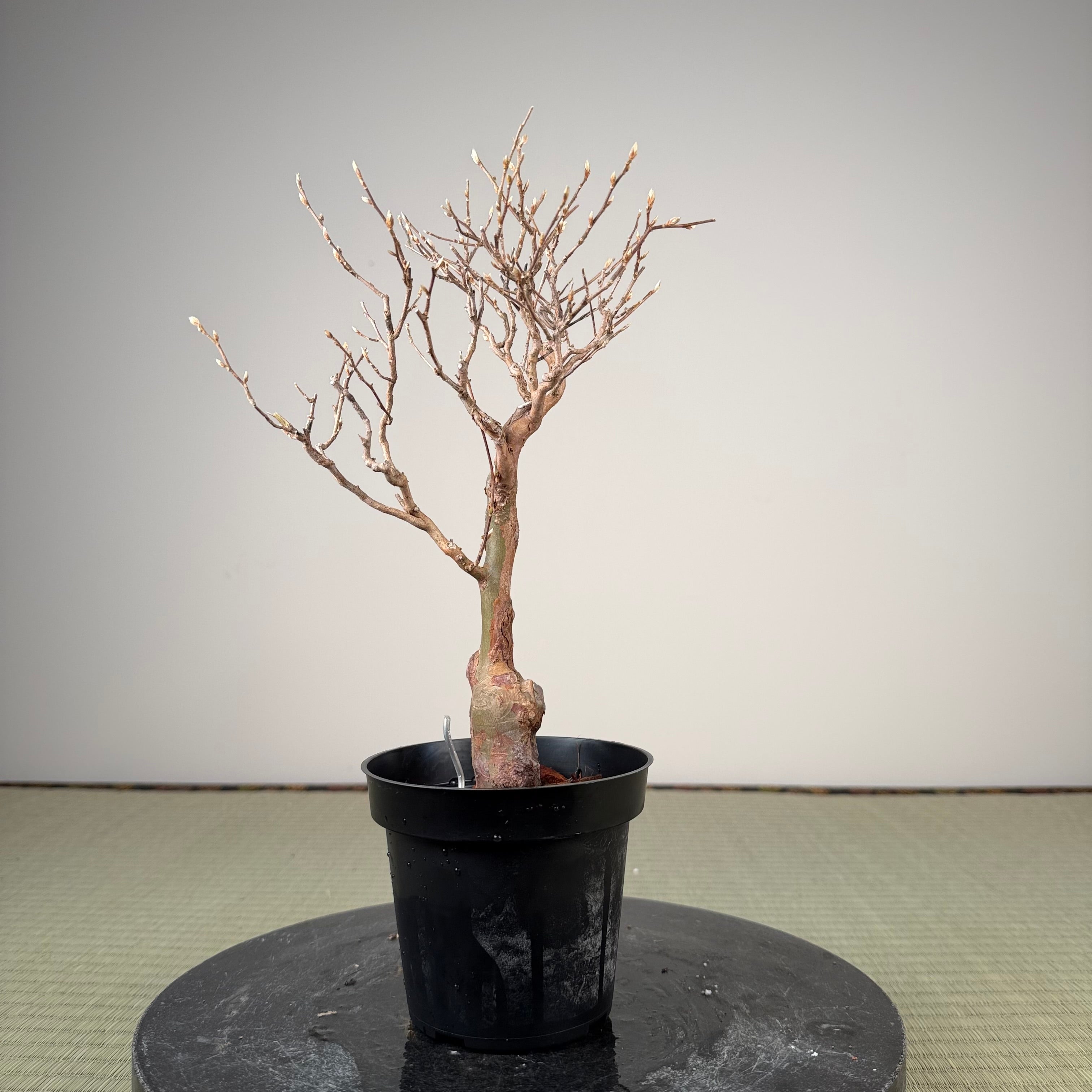 Stewartia monadelpha