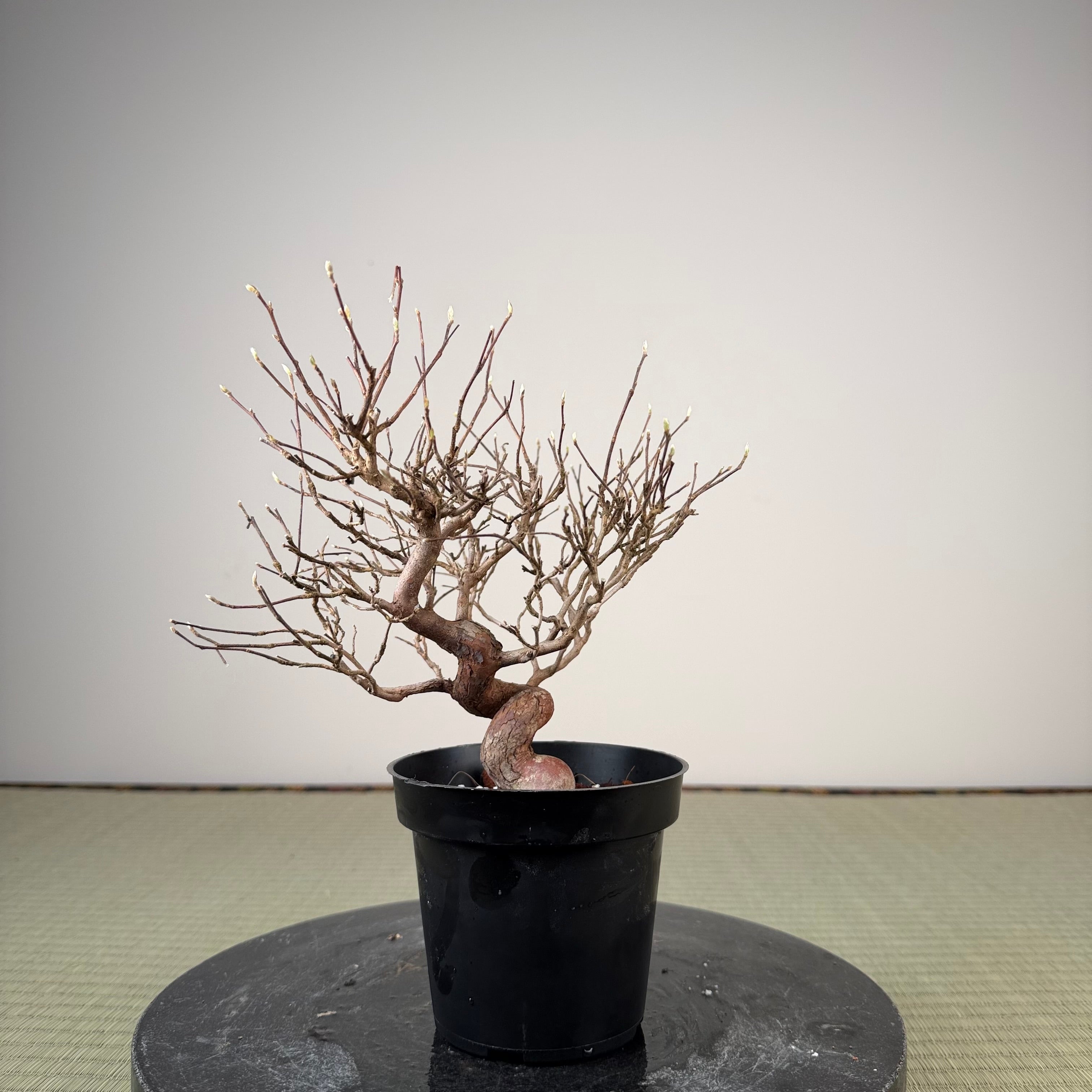 Stewartia monadelpha