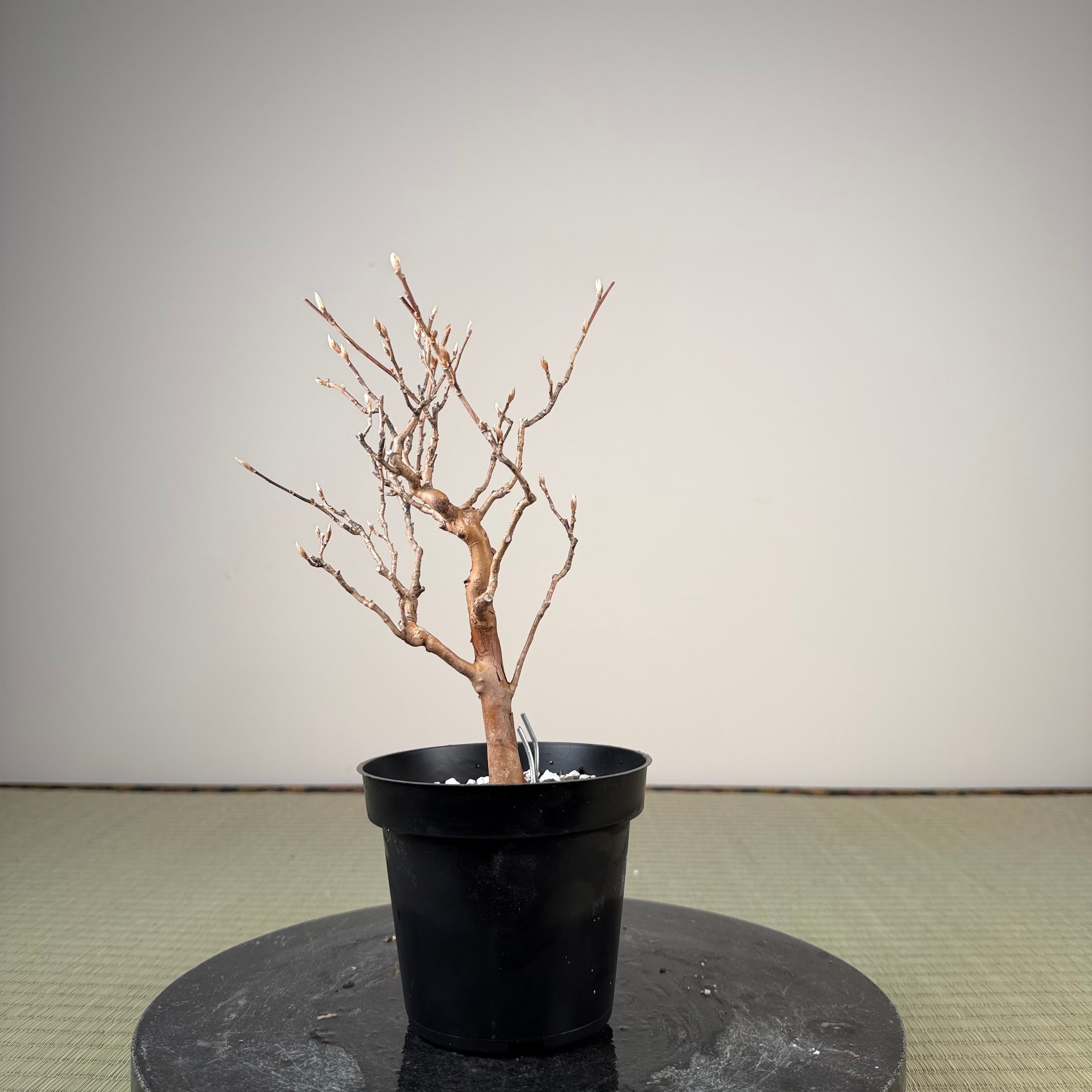 Stewartia monadelpha