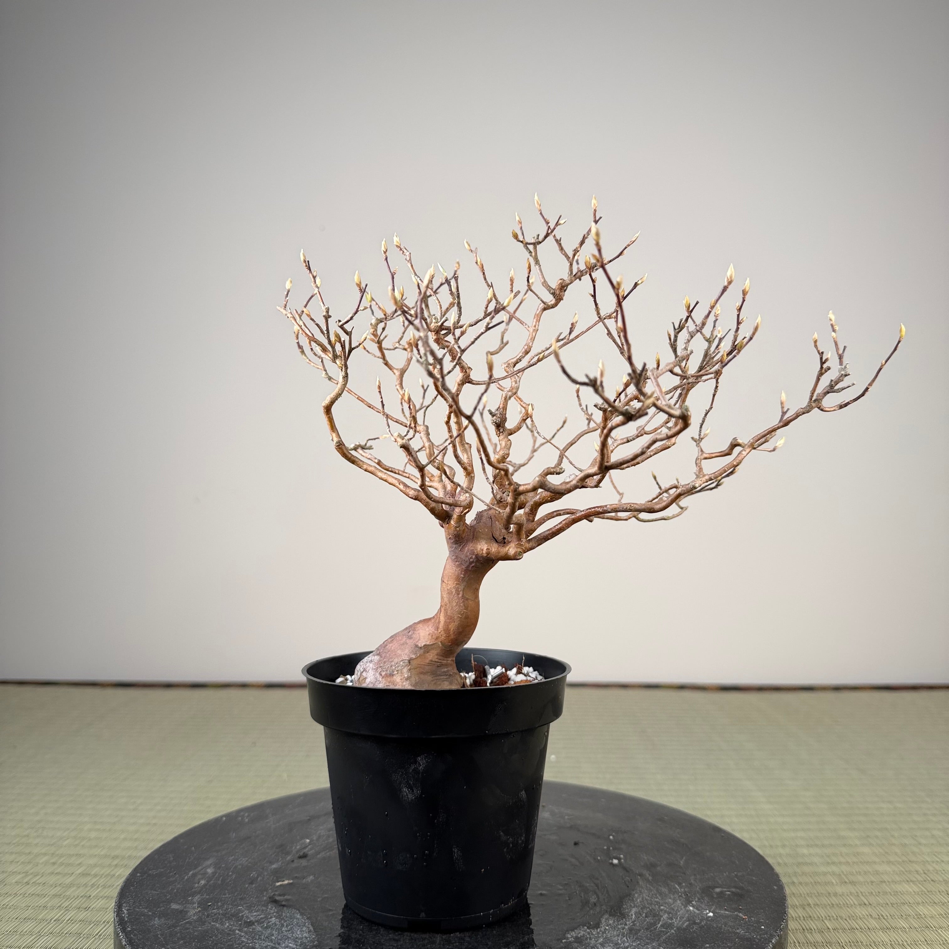 Stewartia monadelpha