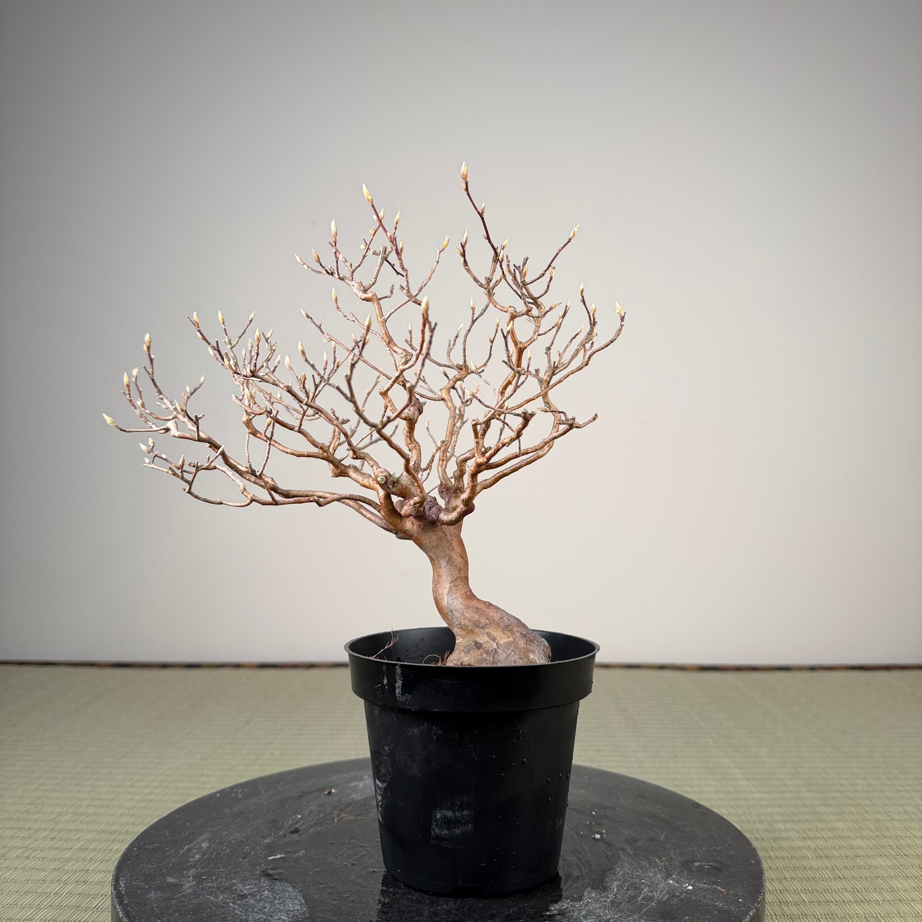 Stewartia monadelpha