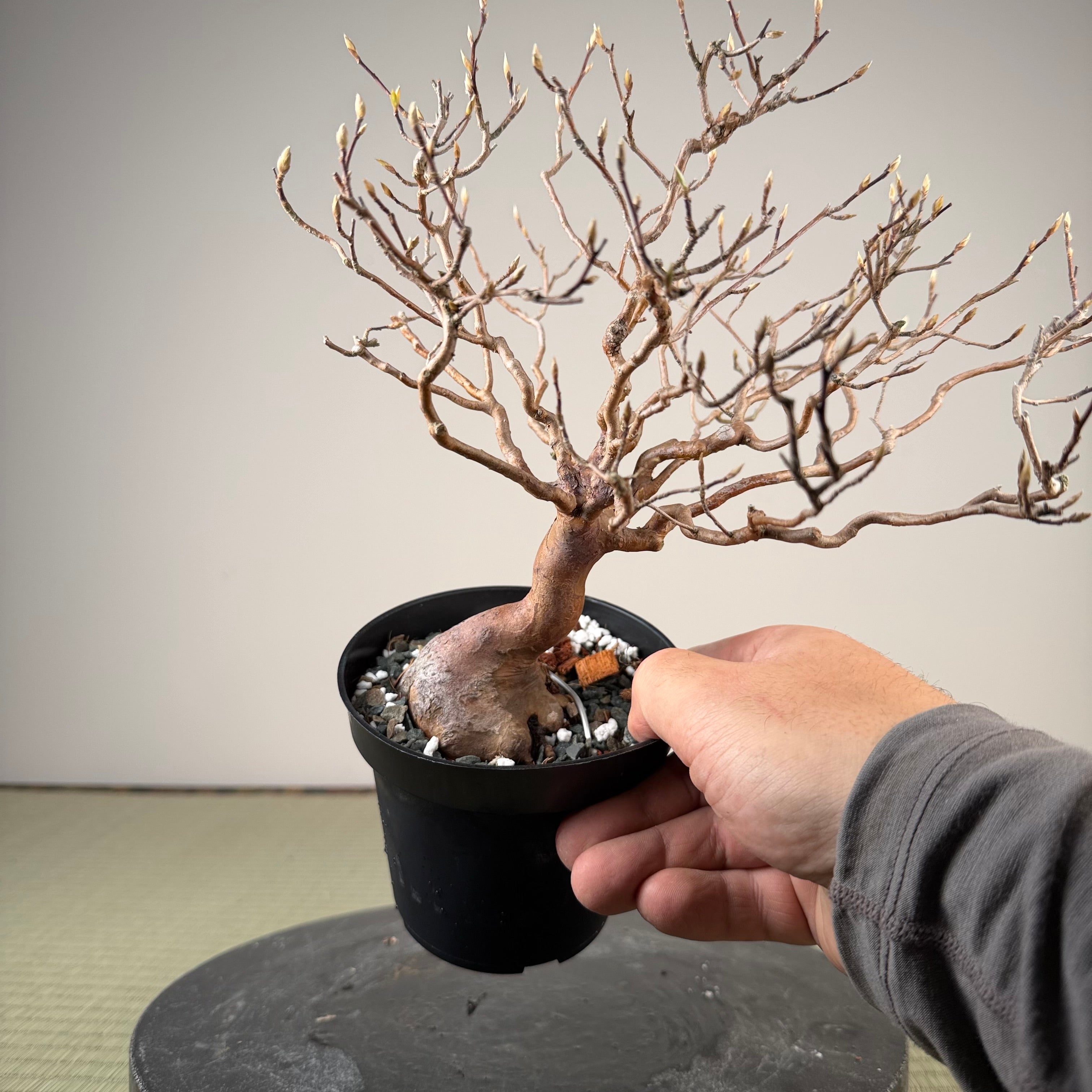 Stewartia monadelpha