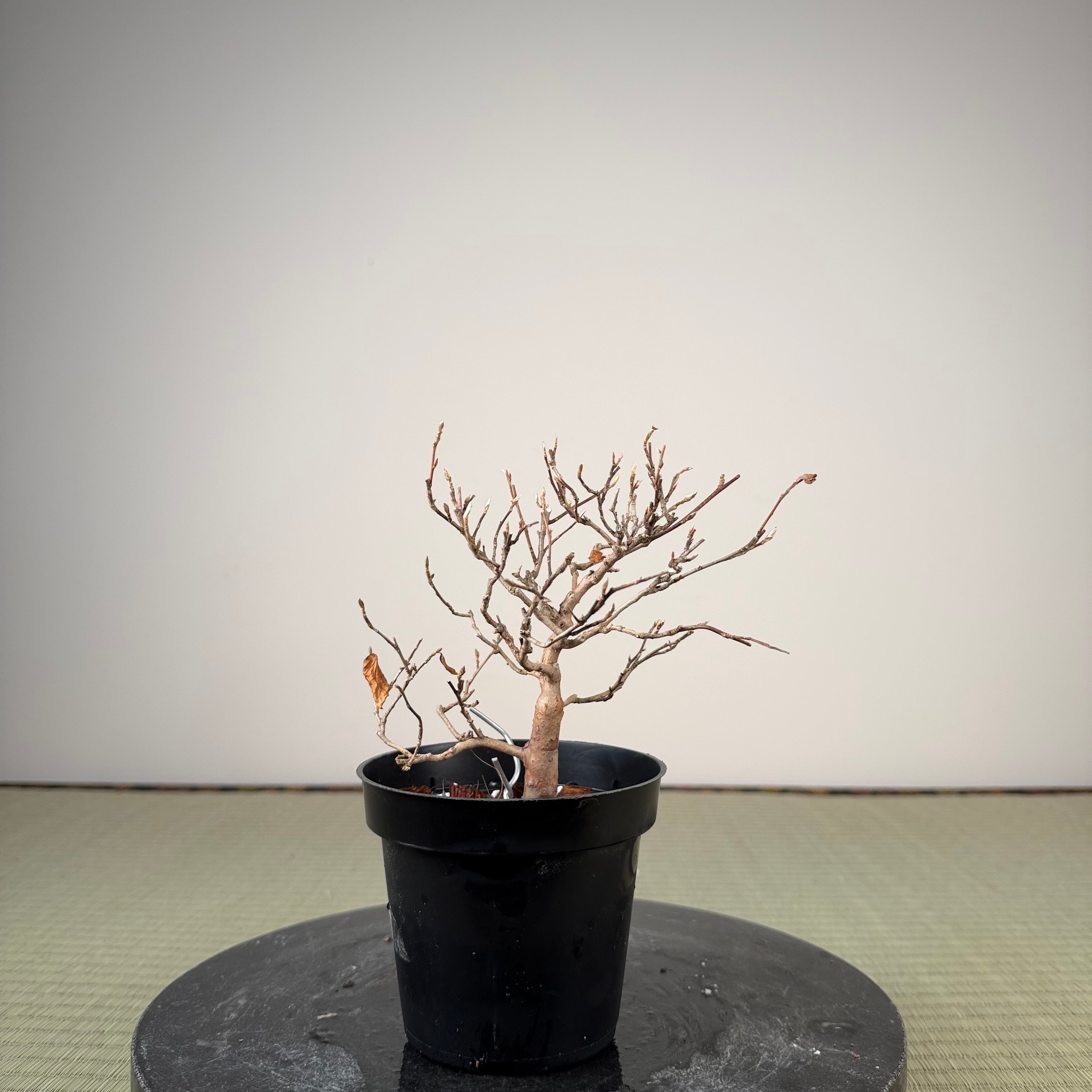 Stewartia monadelpha