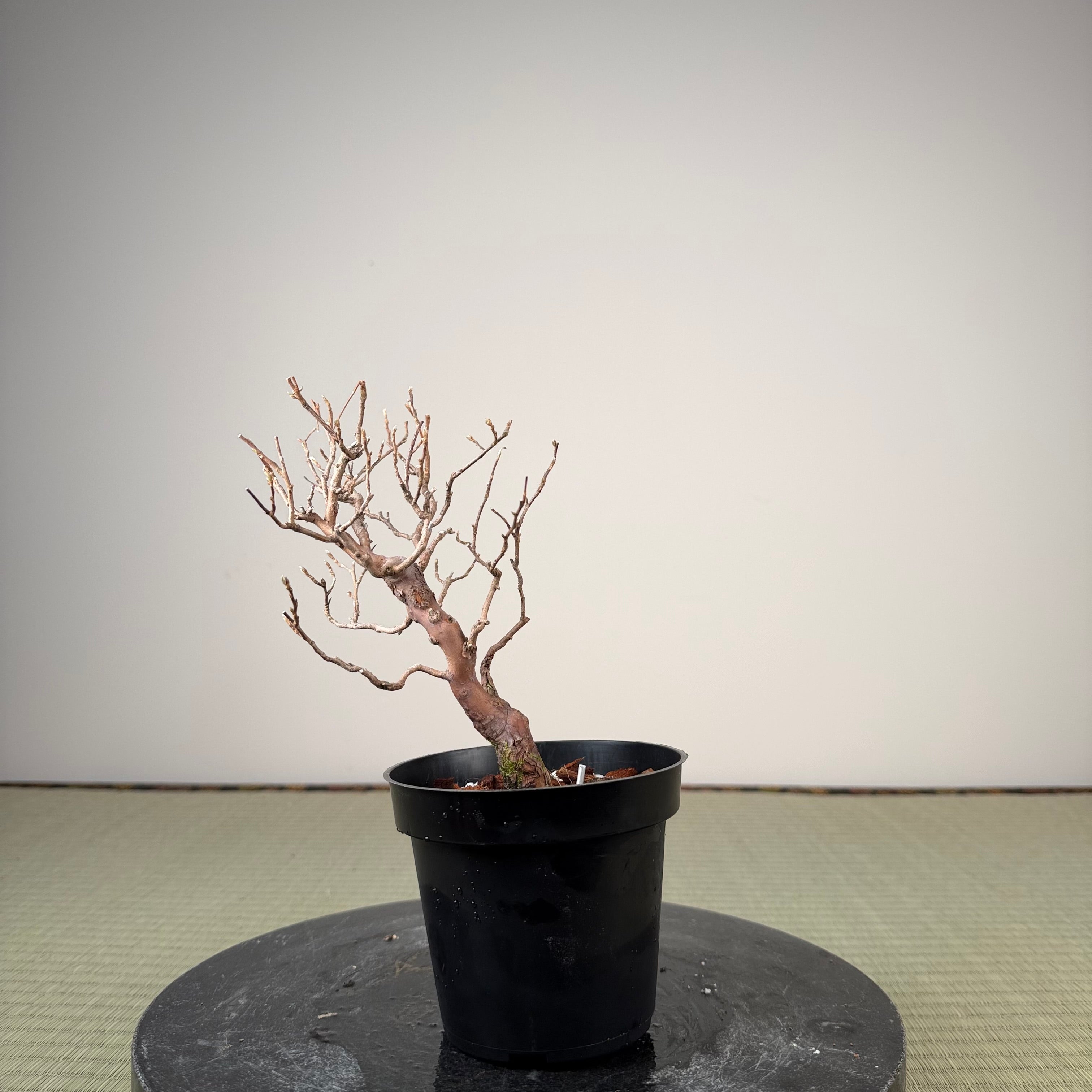 Stewartia monadelpha