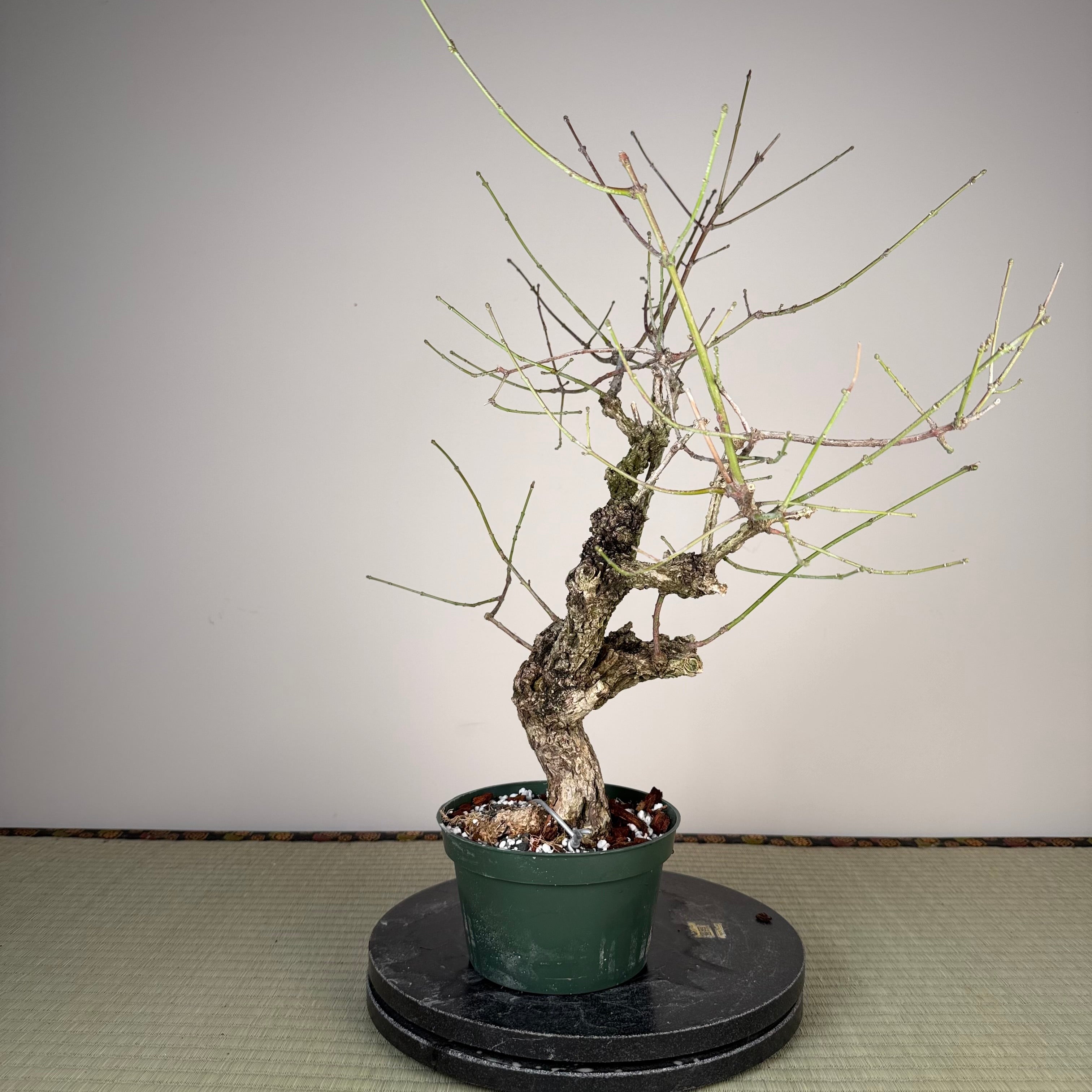 Euonymus (rough bark variety)