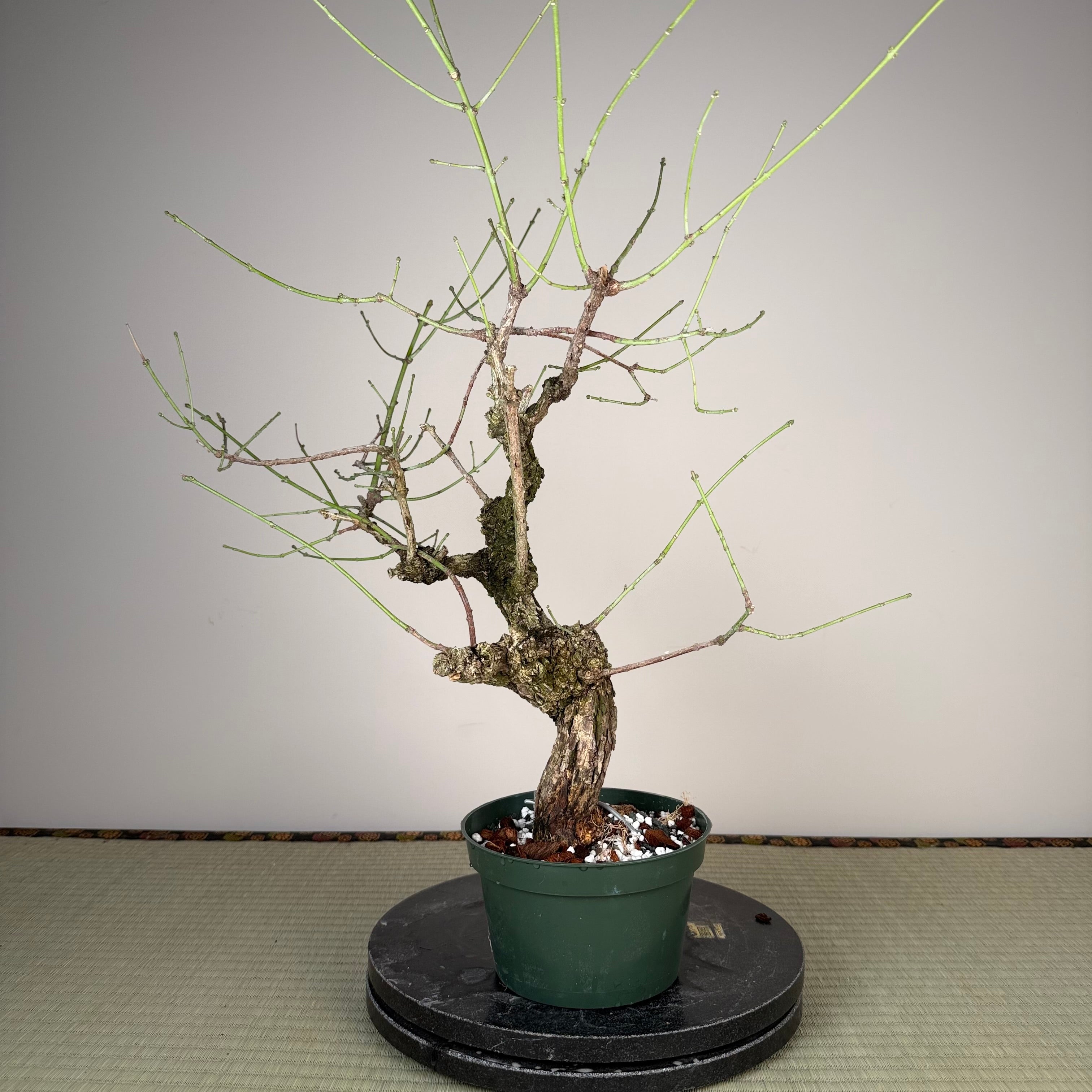 Euonymus (rough bark variety)