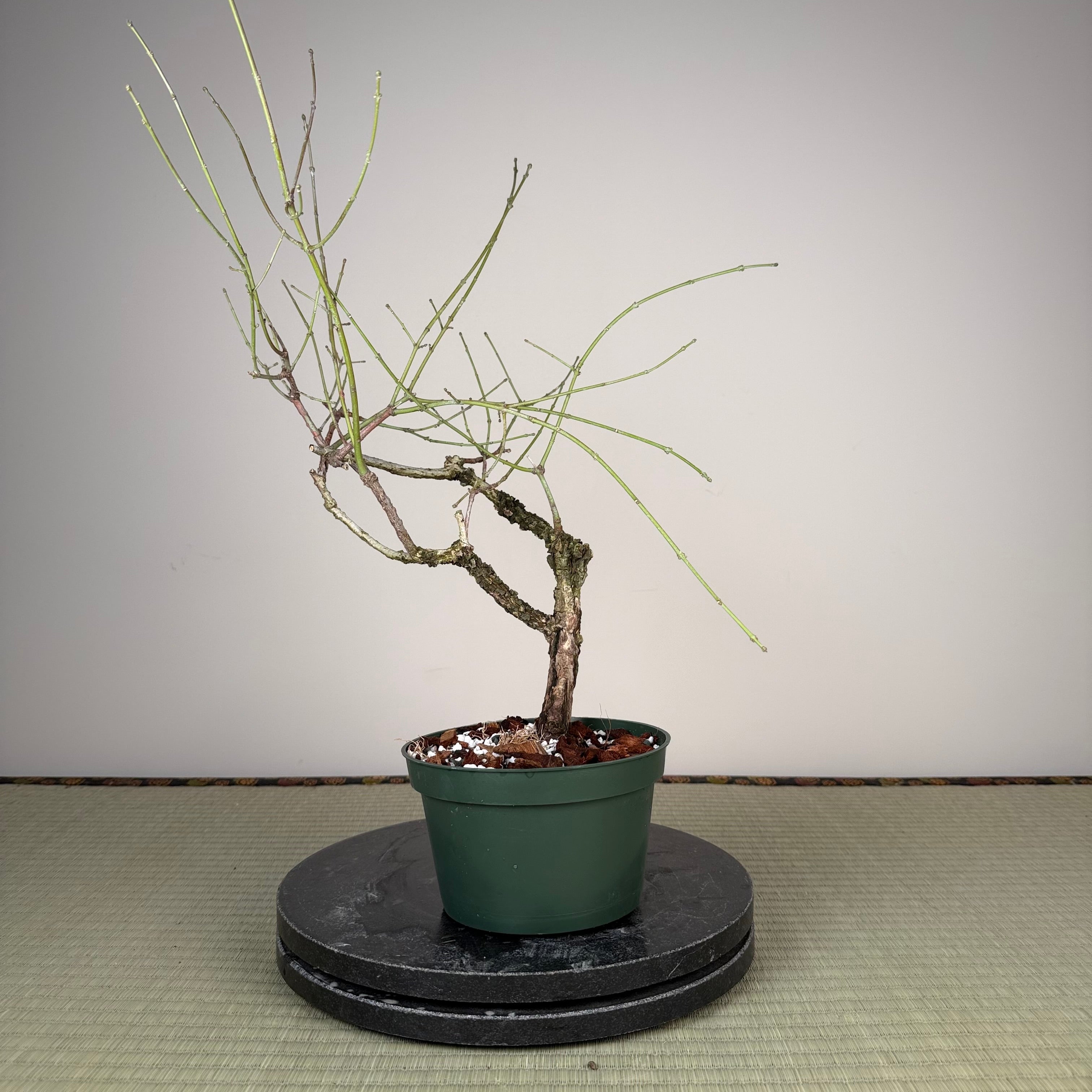 Euonymus (rough bark variety)