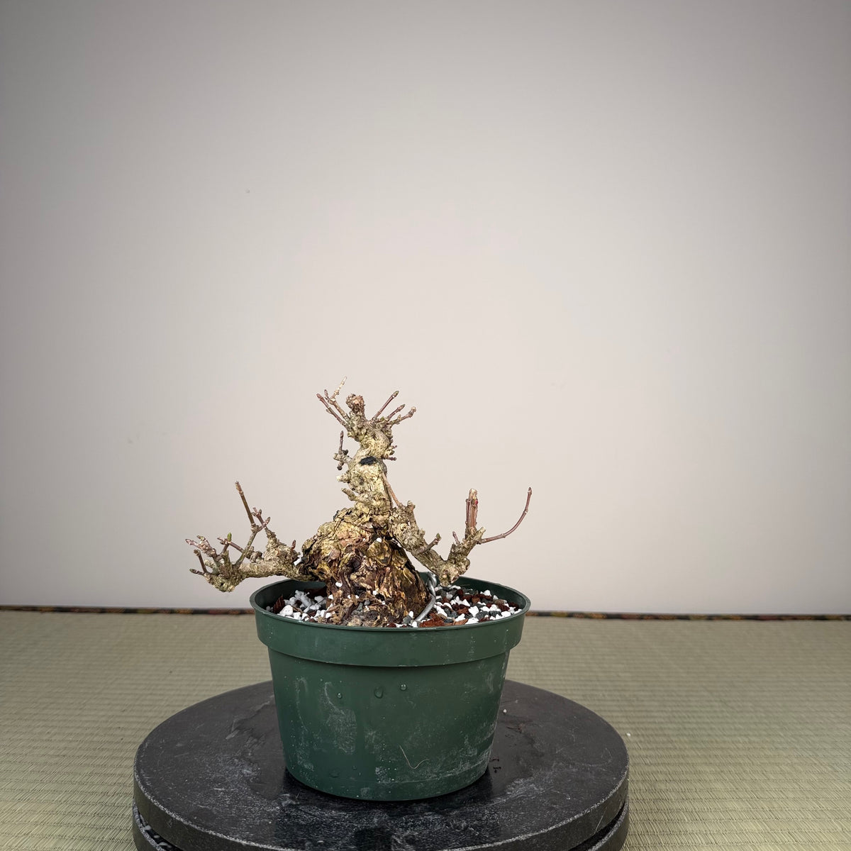 Euonymus
