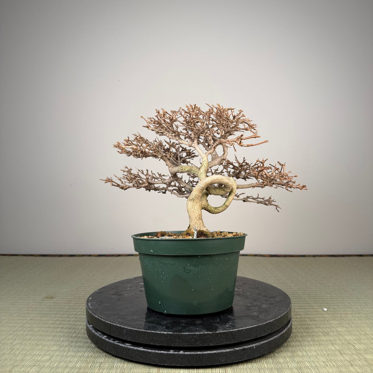 Premna japonica