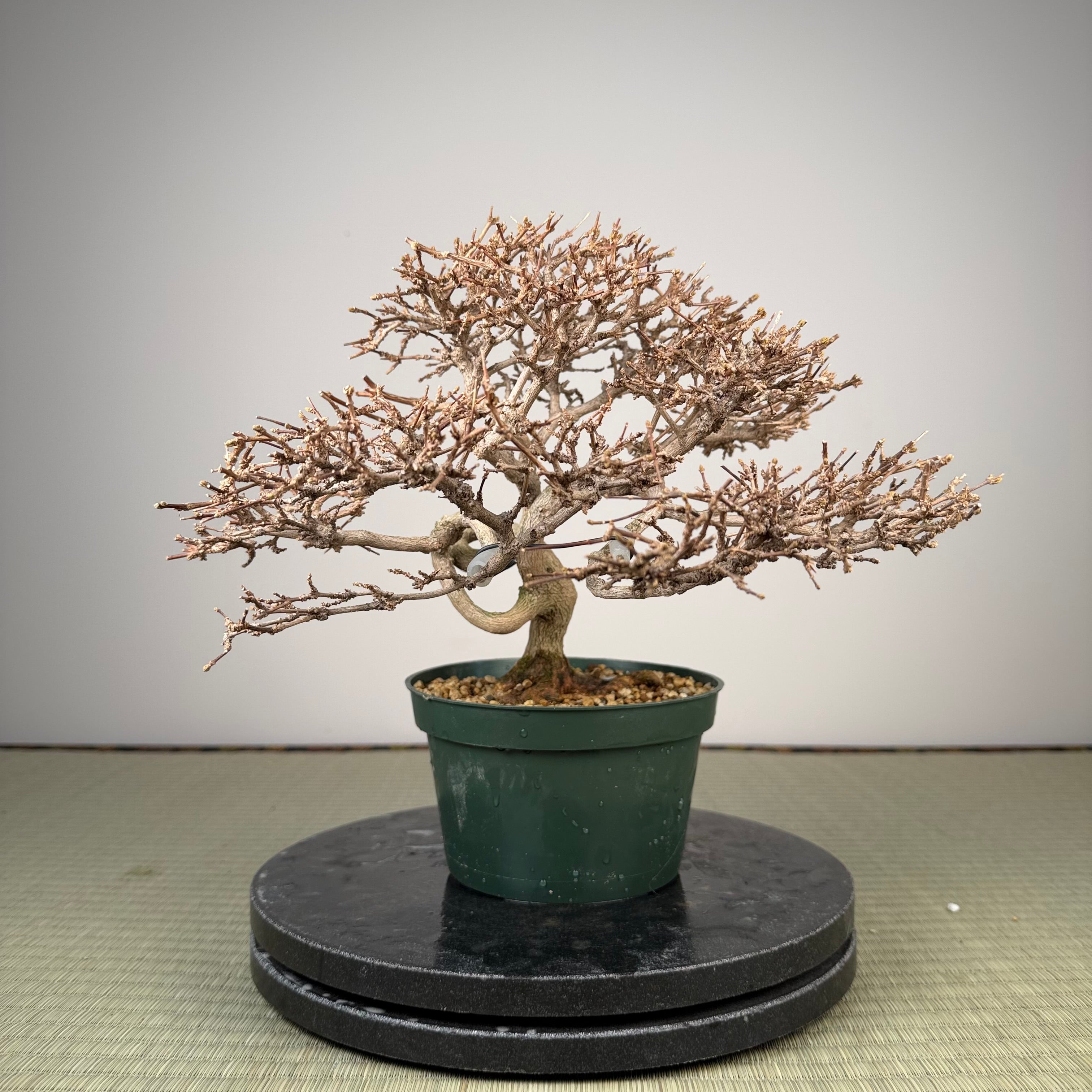 Premna japonica