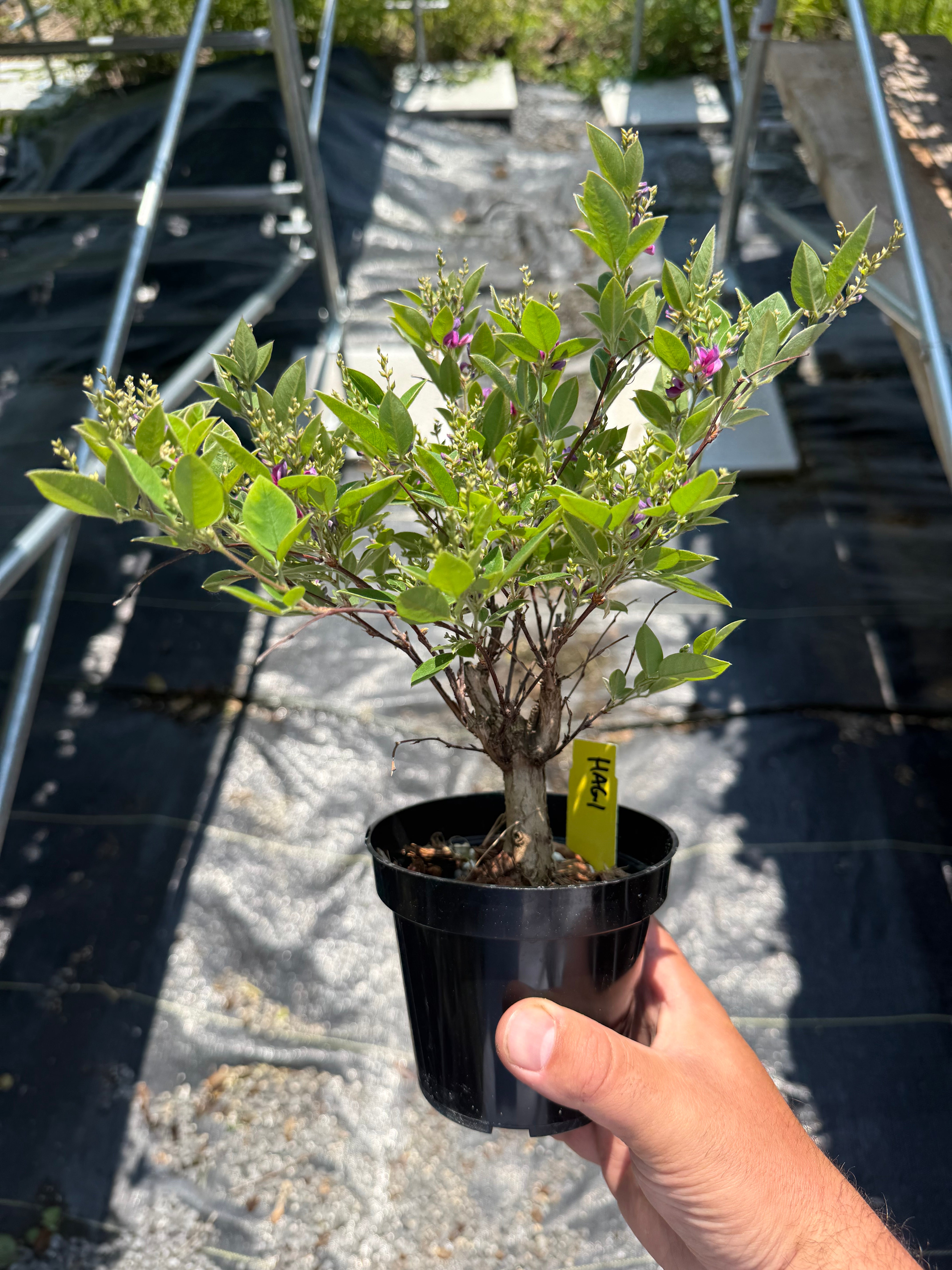 Lespedeza thunbergii