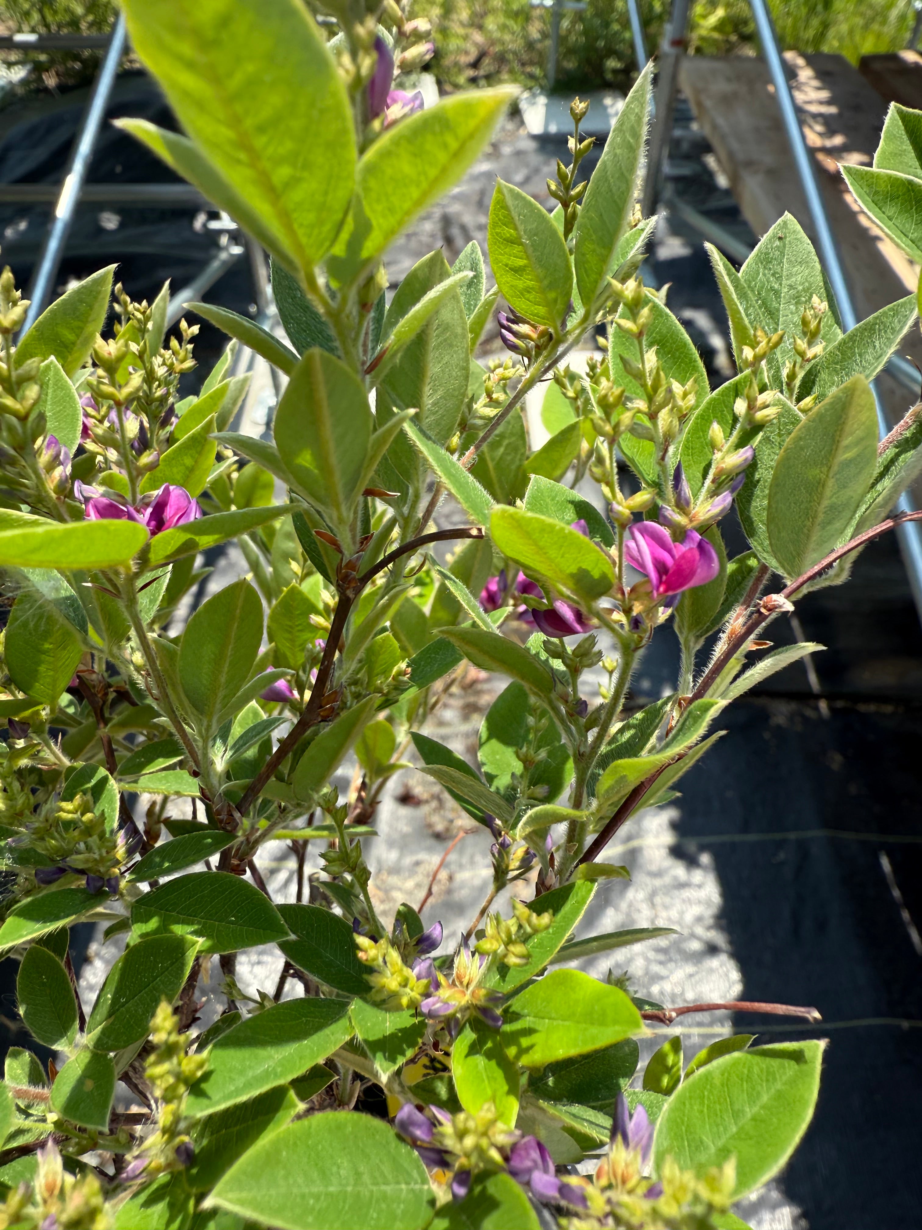 Lespedeza thunbergii