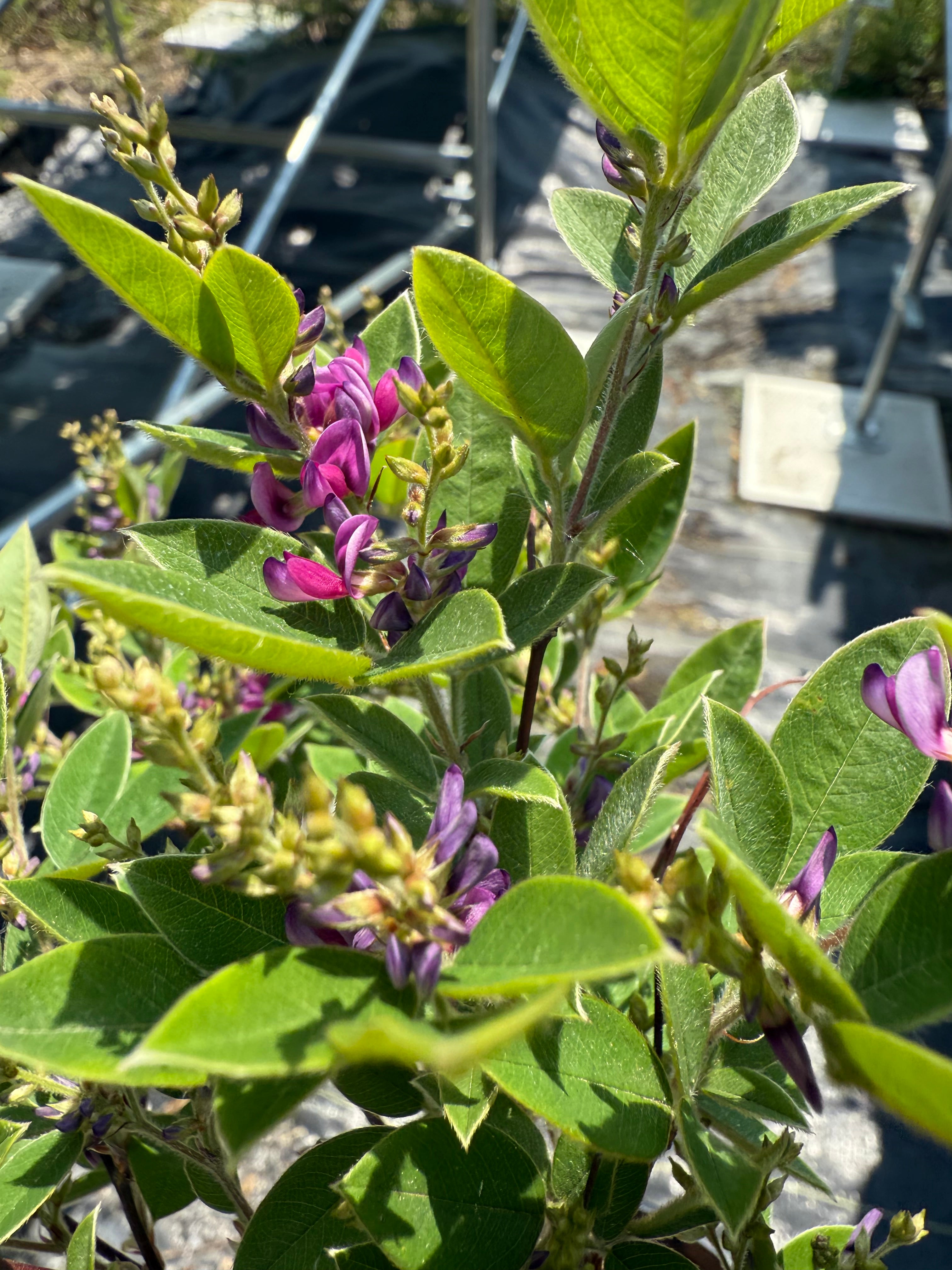 Lespedeza thunbergii