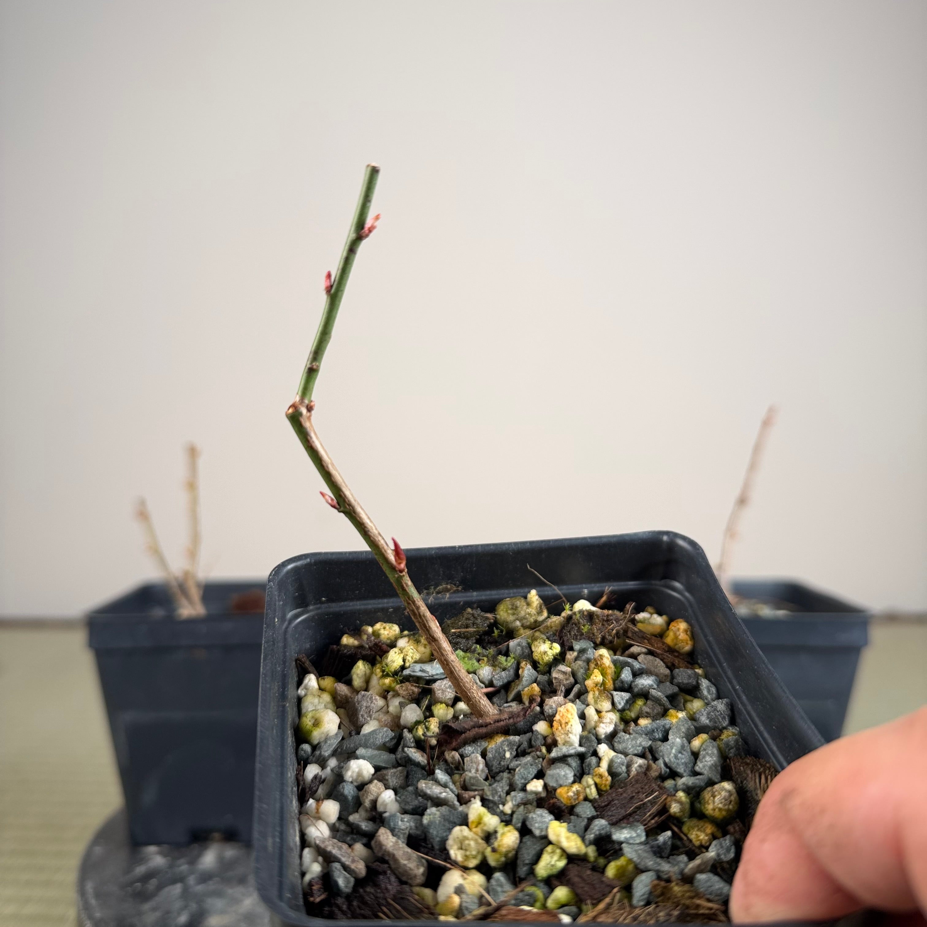 Prunus mume (flowering; size 1)