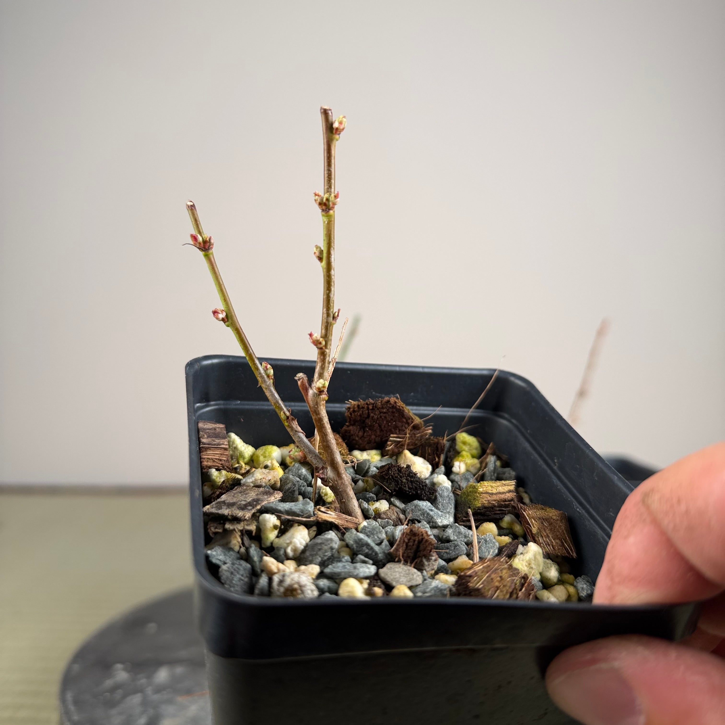 Prunus mume (flowering; size 1)