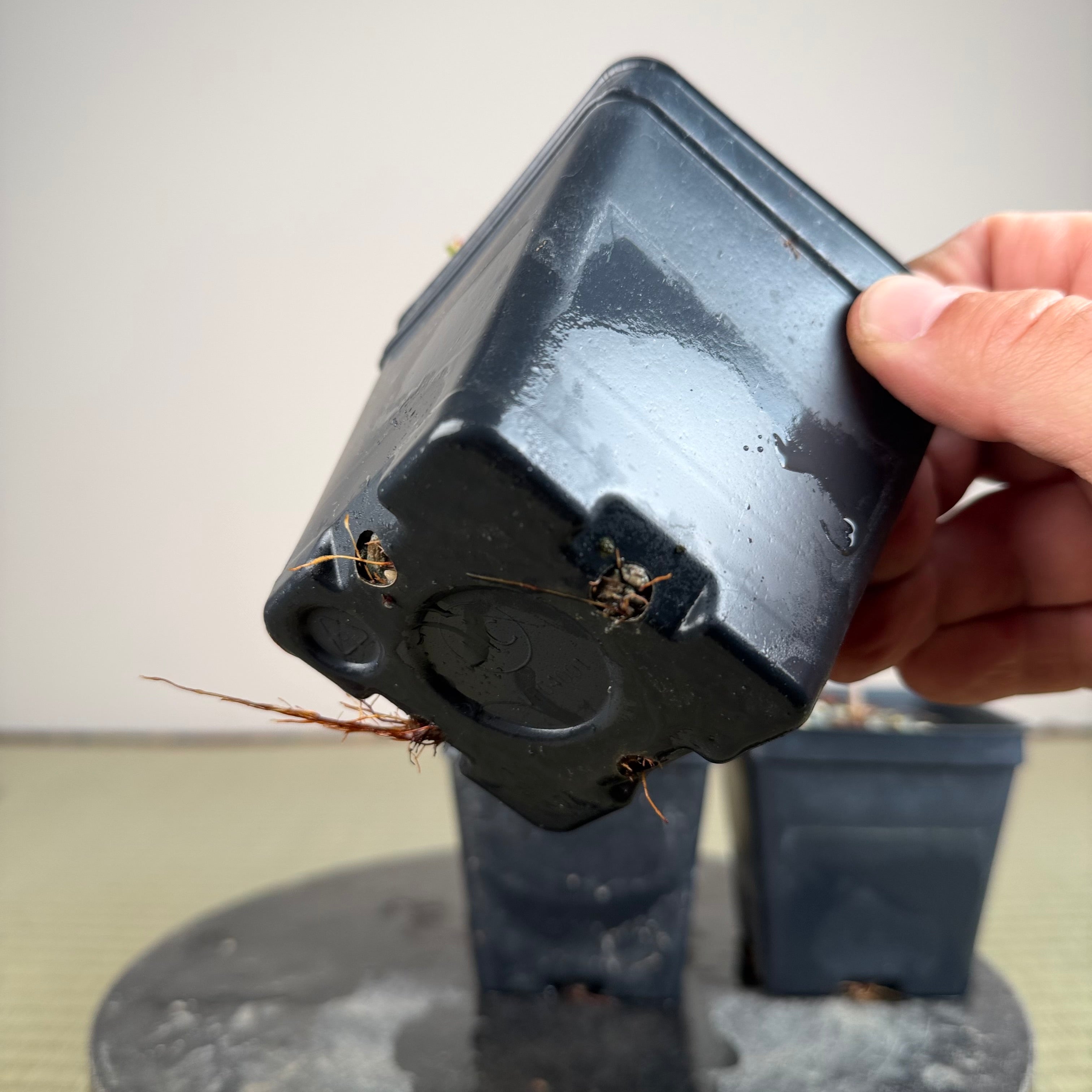 Prunus mume (flowering; size 1)