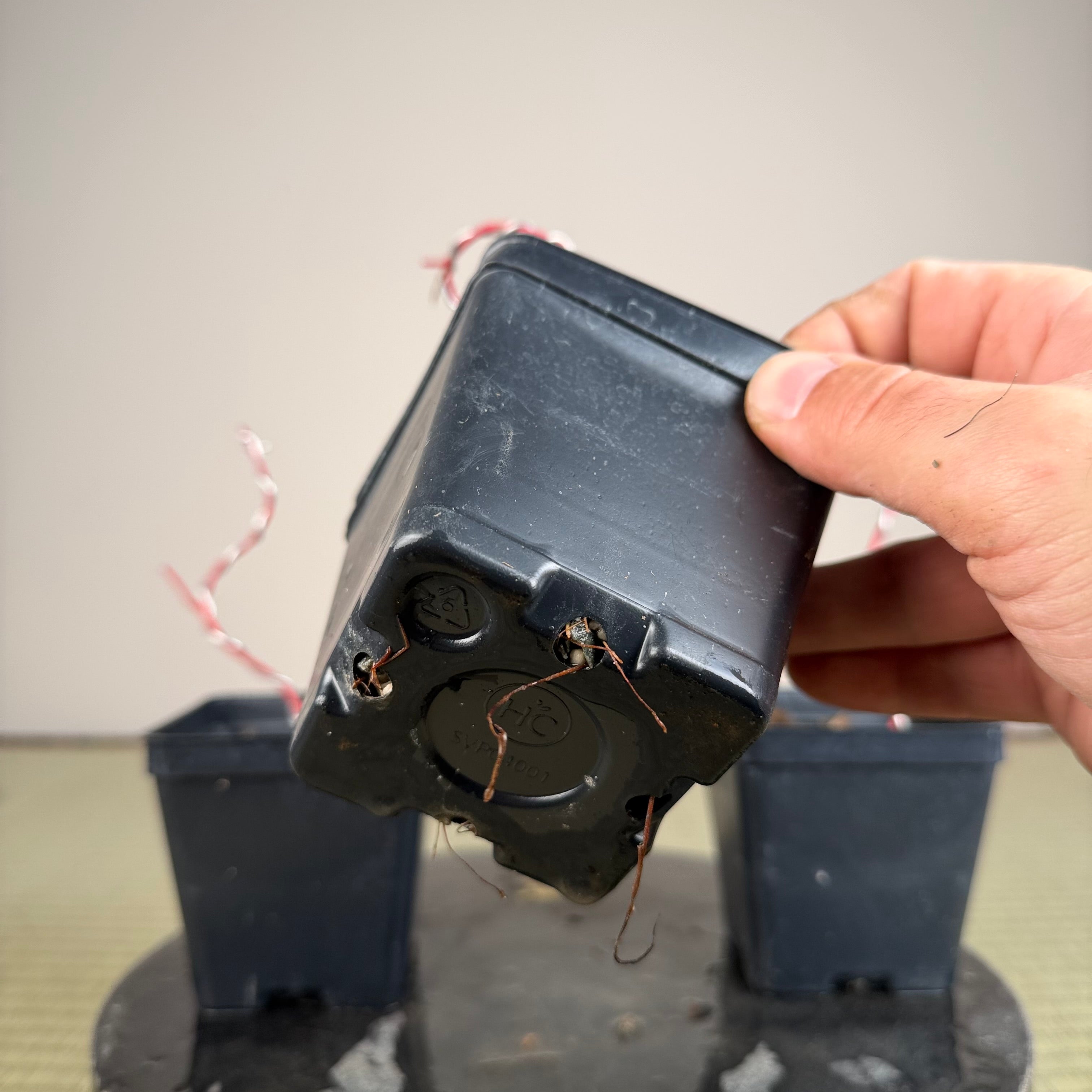 Acer palmatum 'Sango Kaku' (wired)