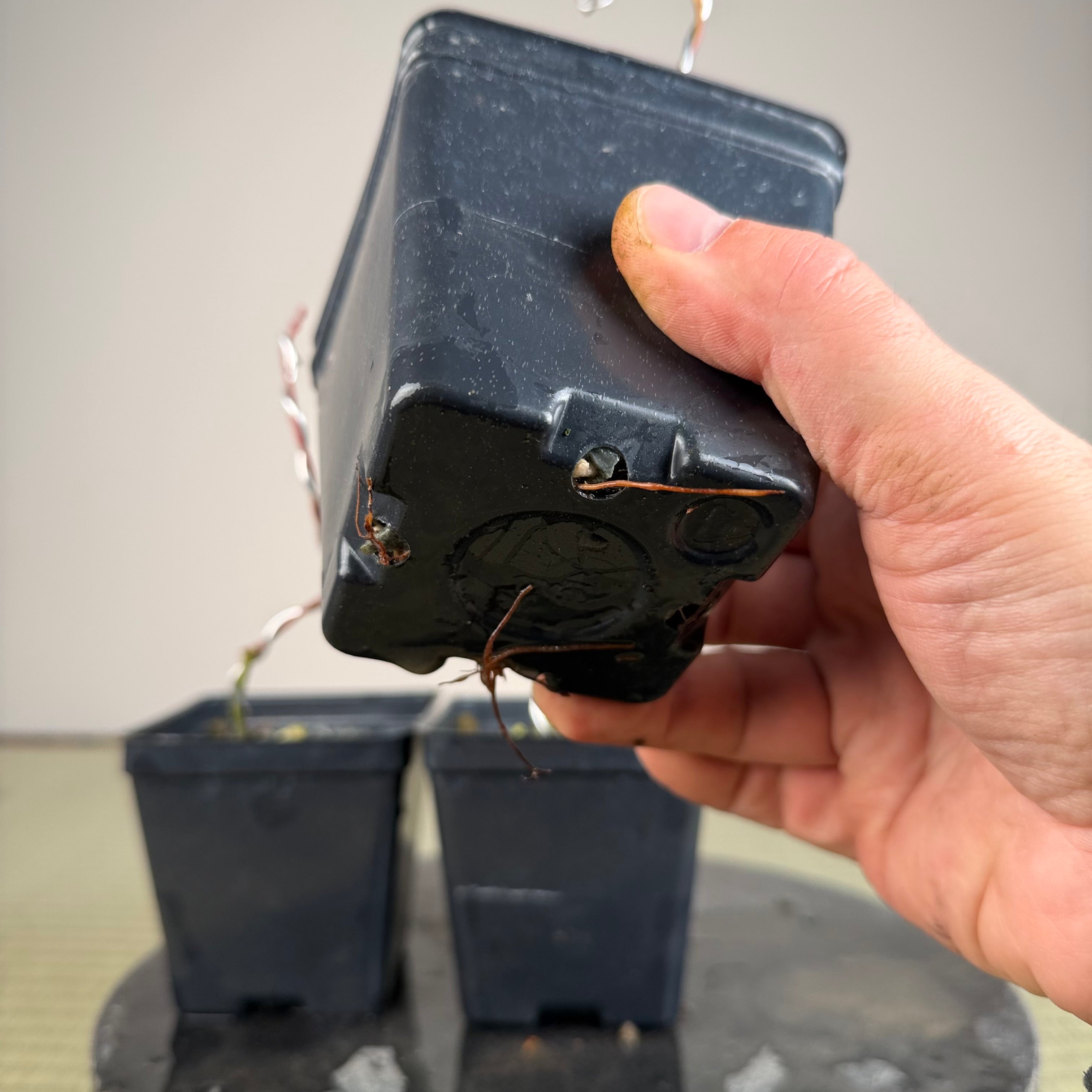 Acer palmatum 'Johnny's Pink' (wired)