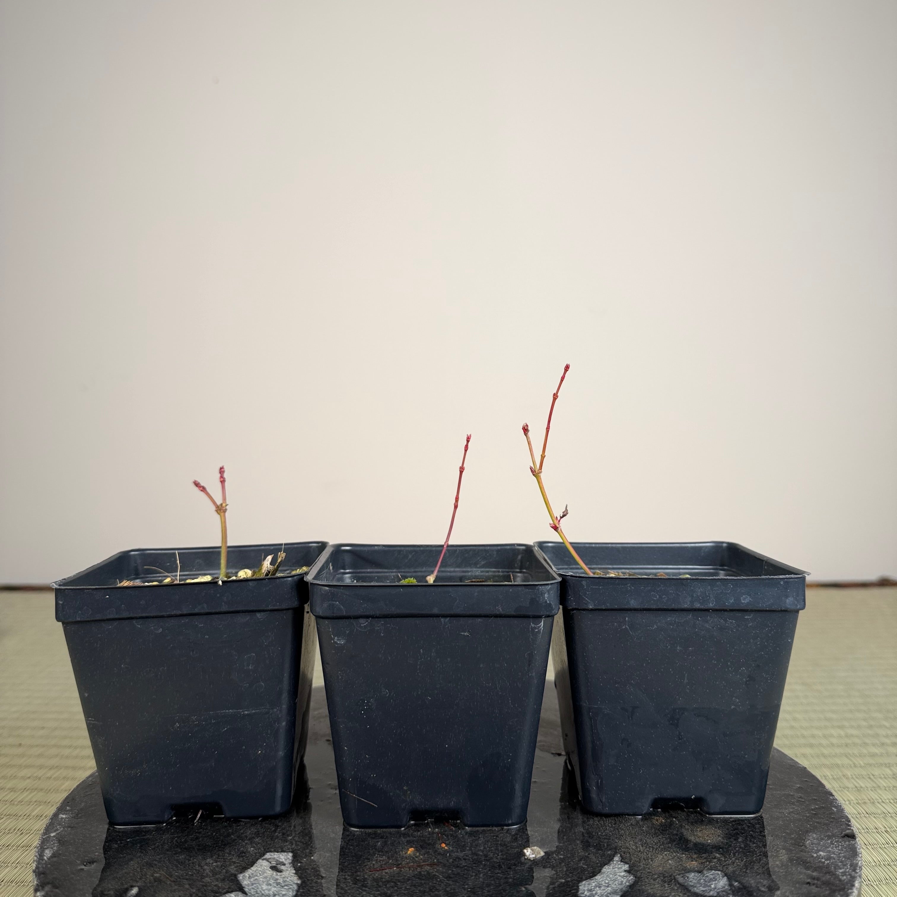 Acer palmatum 'Katsura' (taille réduite)