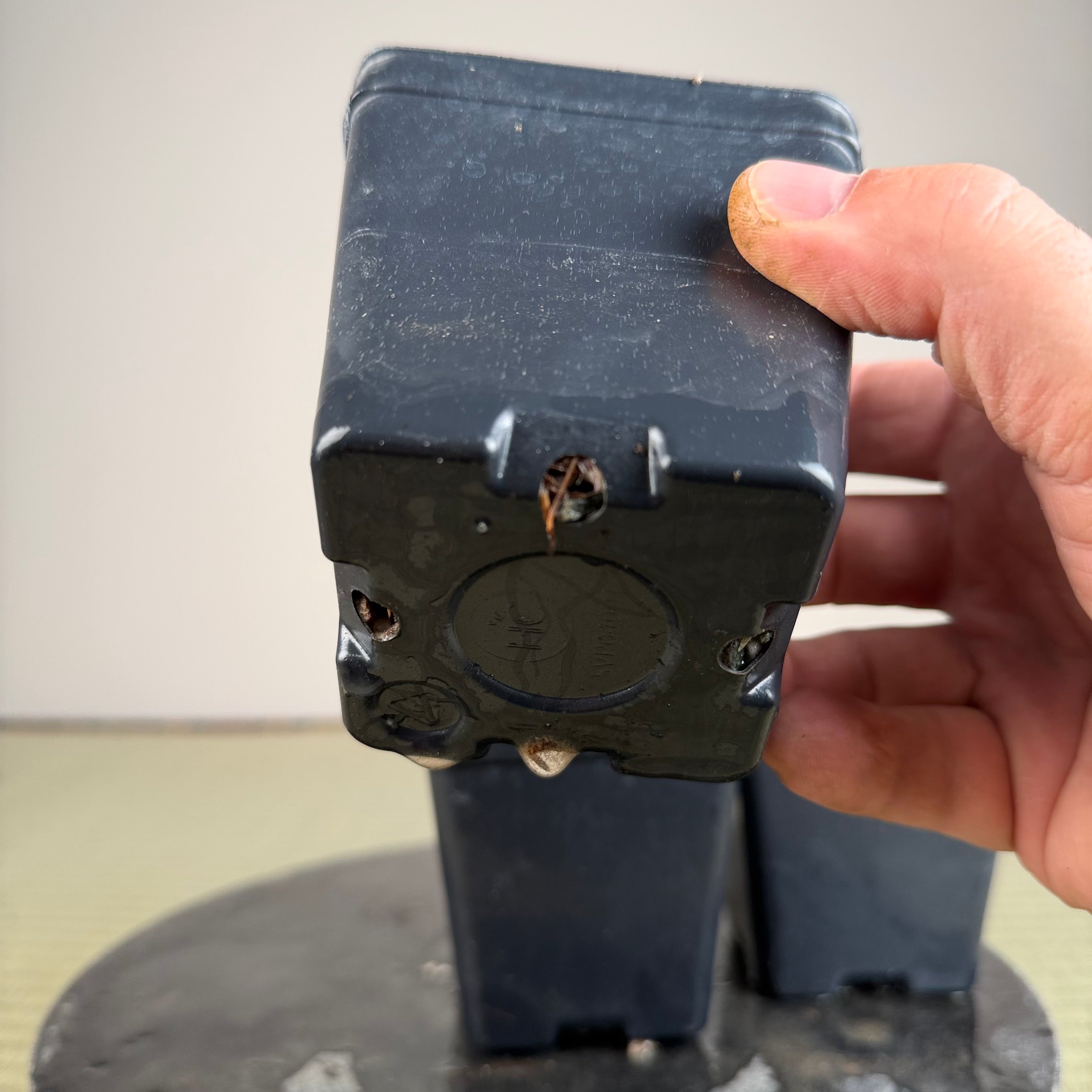 Acer palmatum 'Katsura' (taille réduite)