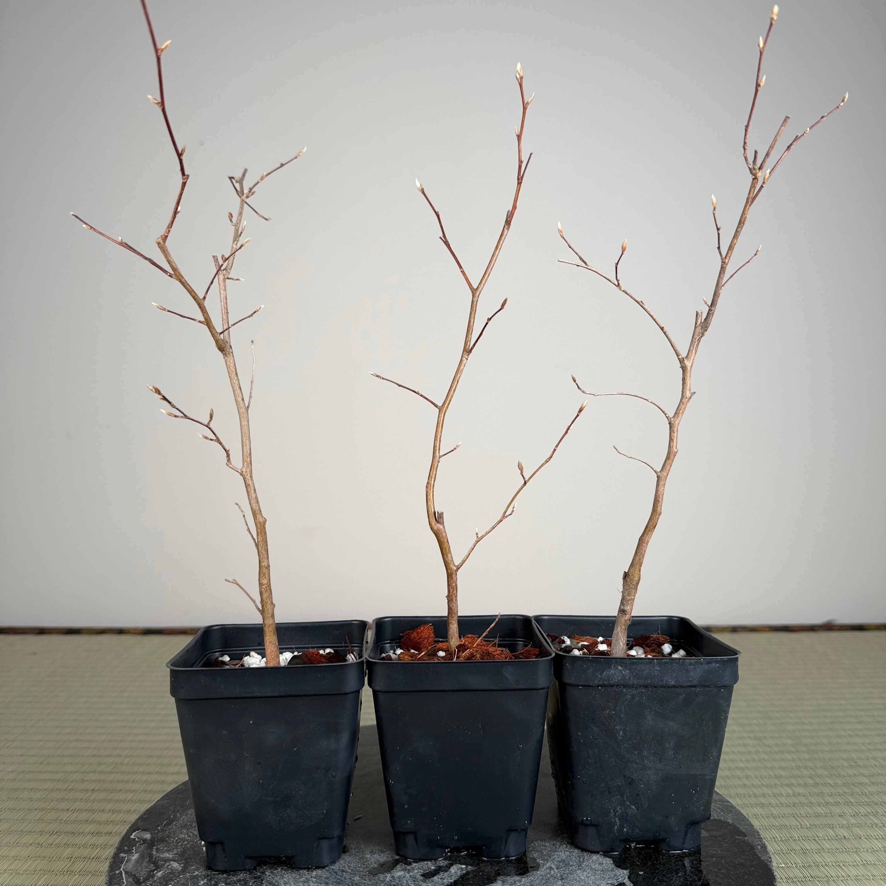 Stewartia monadelpha