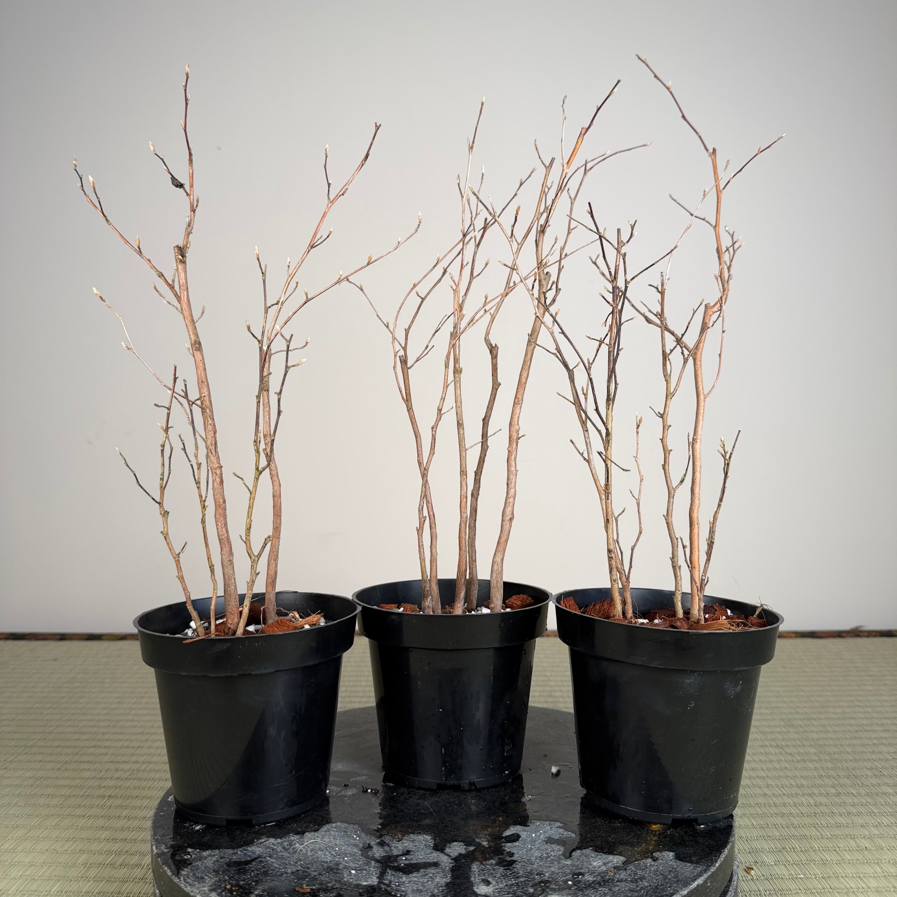 Stewartia monadelpha (5 trunk pots)