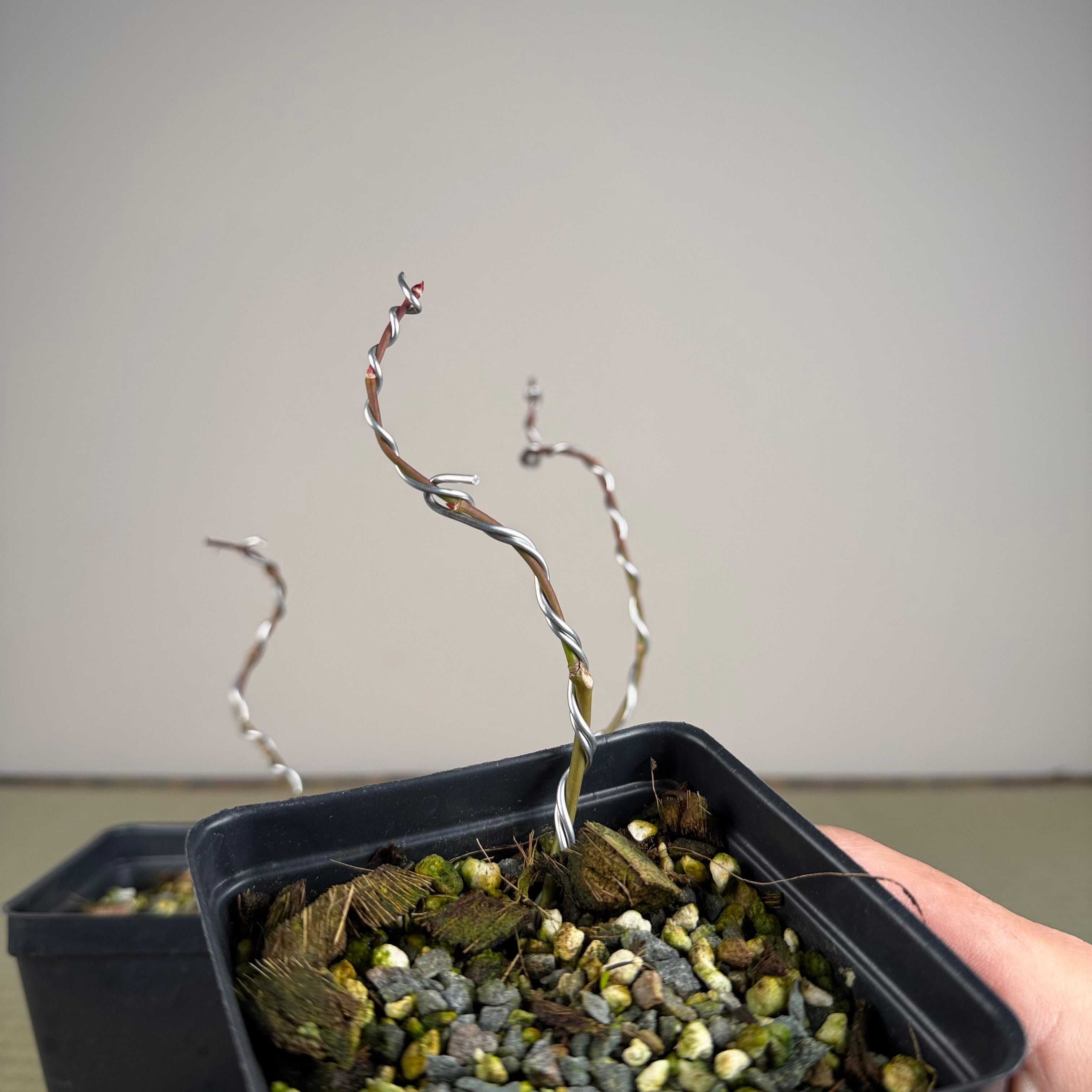 Acer palmatum 'Yves' Doigts de fée' (wired)