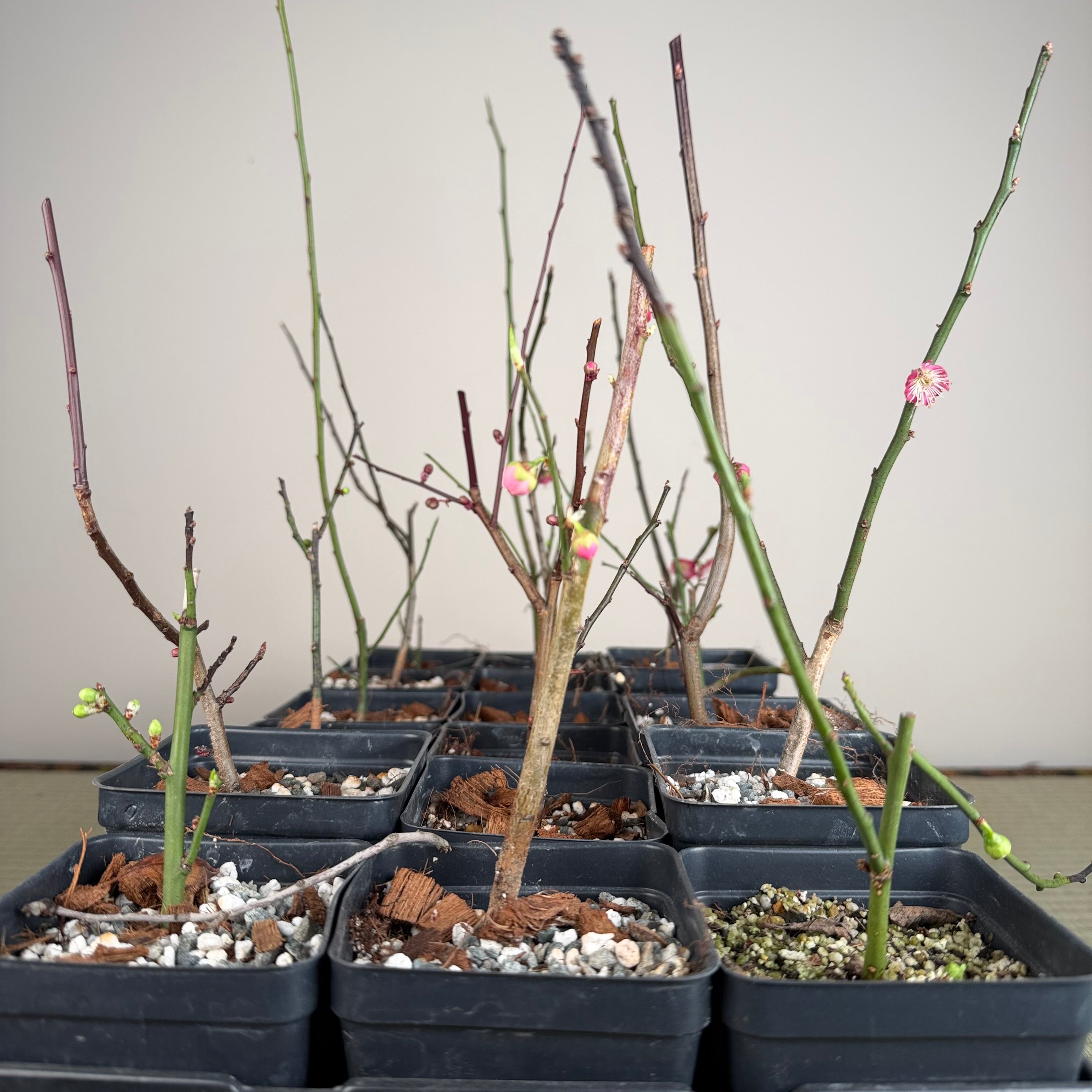Prunus mume (flowering; size 2)