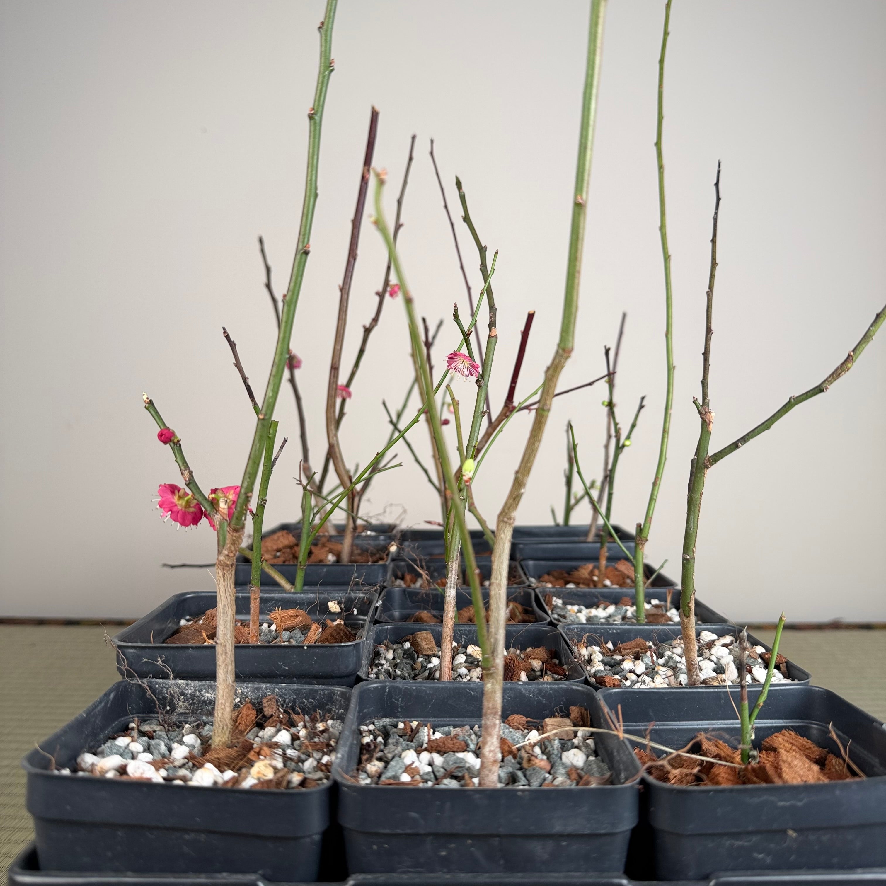 Prunus mume (flowering; size 2)
