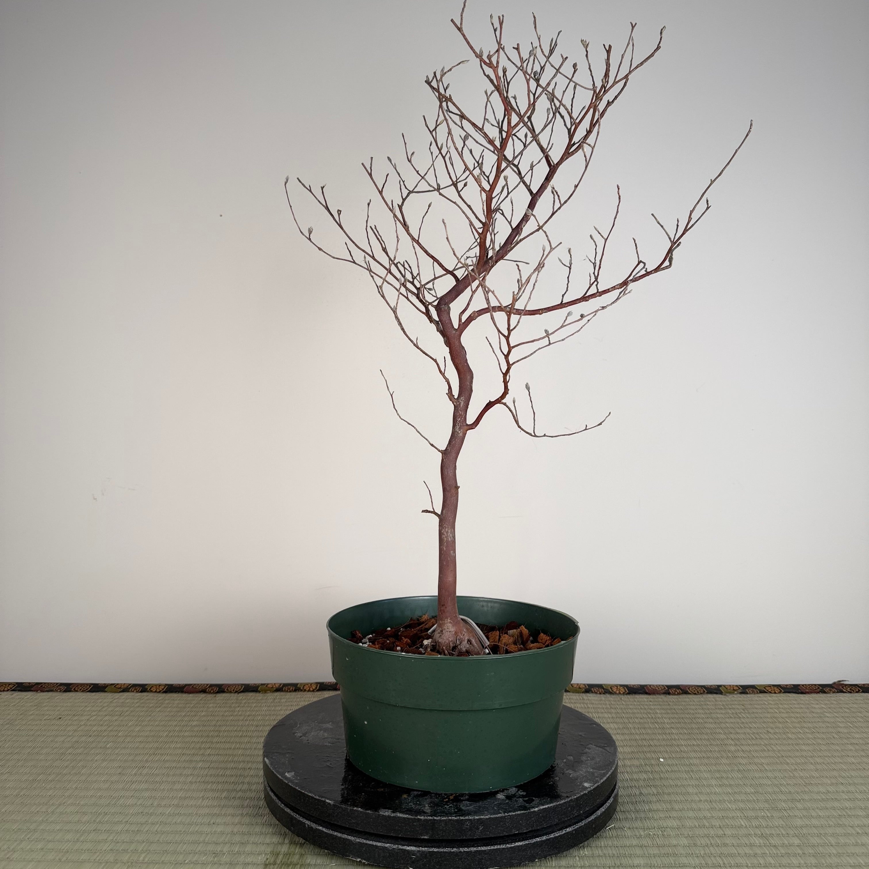 Stewartia monadelpha